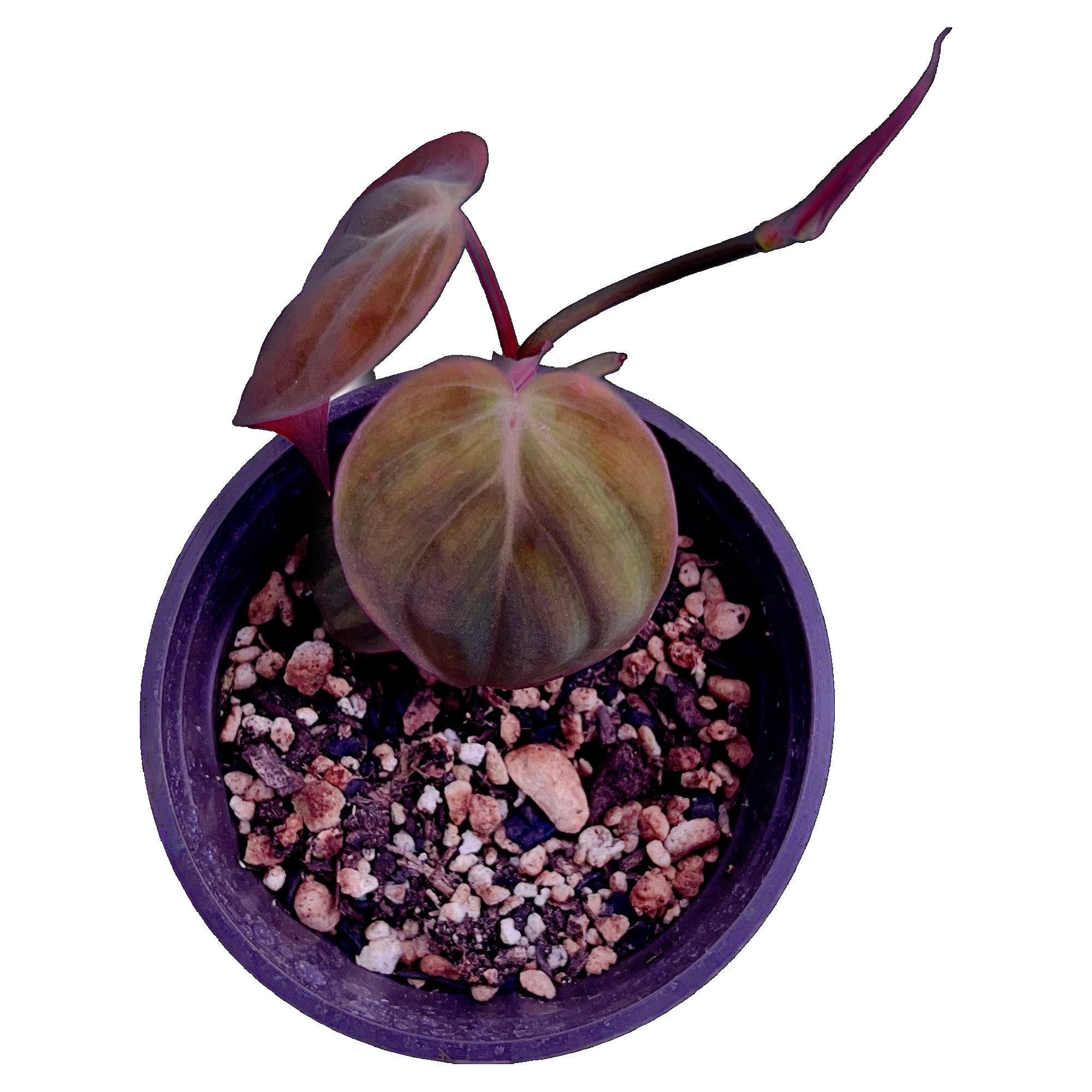Philodendron Micans in 4" pot