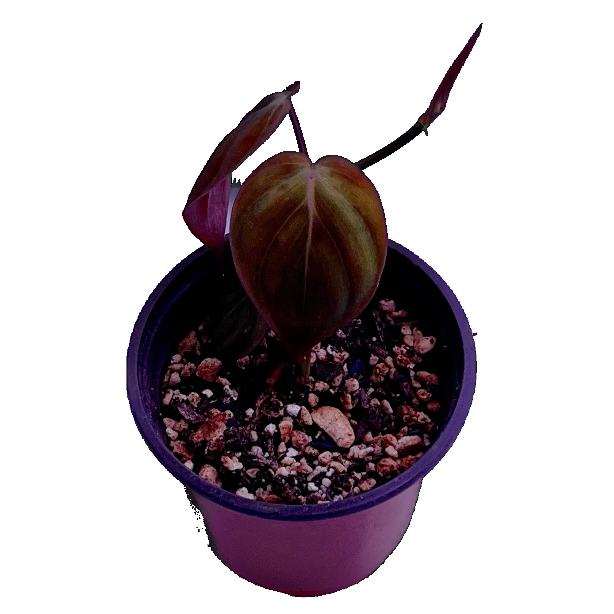 Philodendron Micans in 4" pot