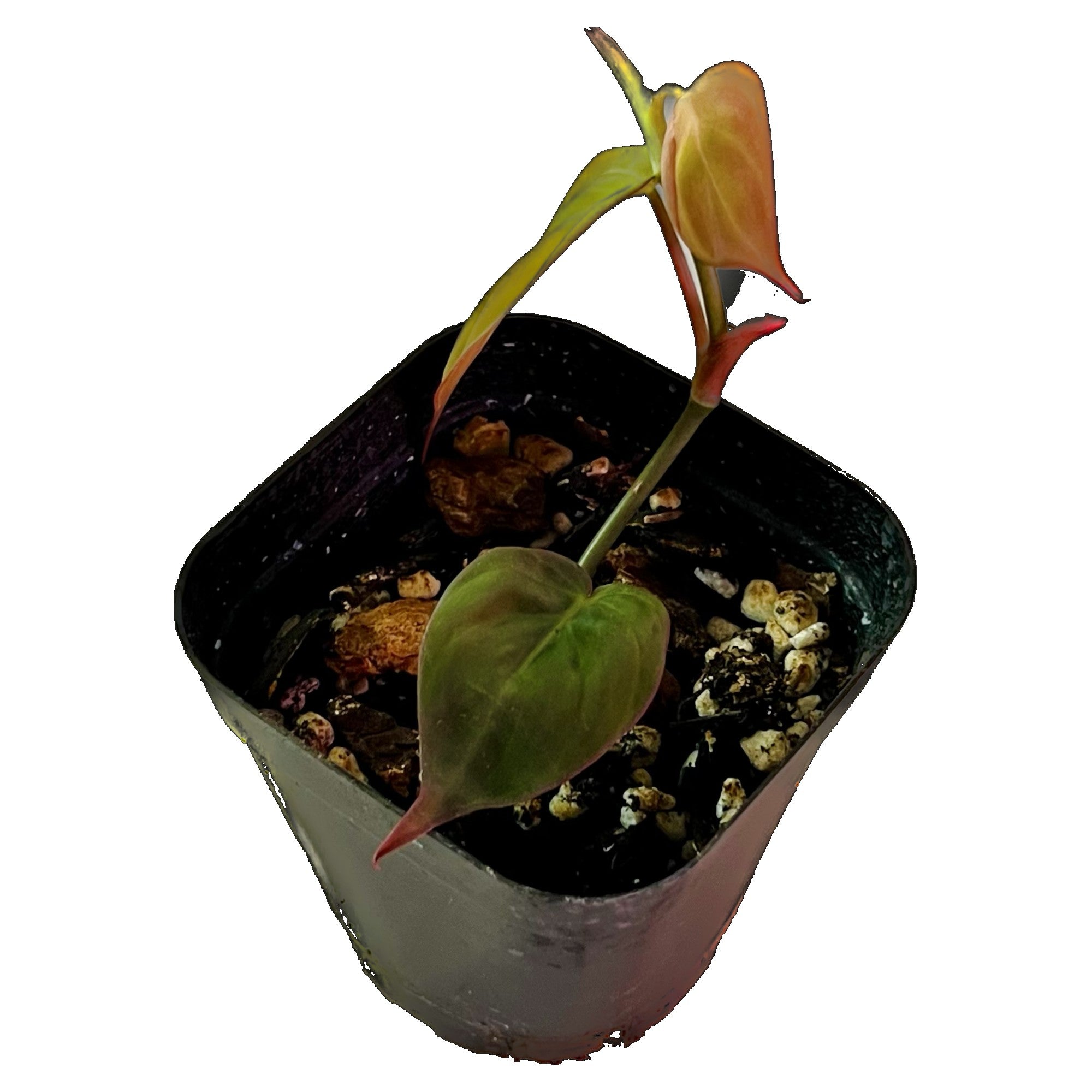 Philodendron Micans in 2" pot
