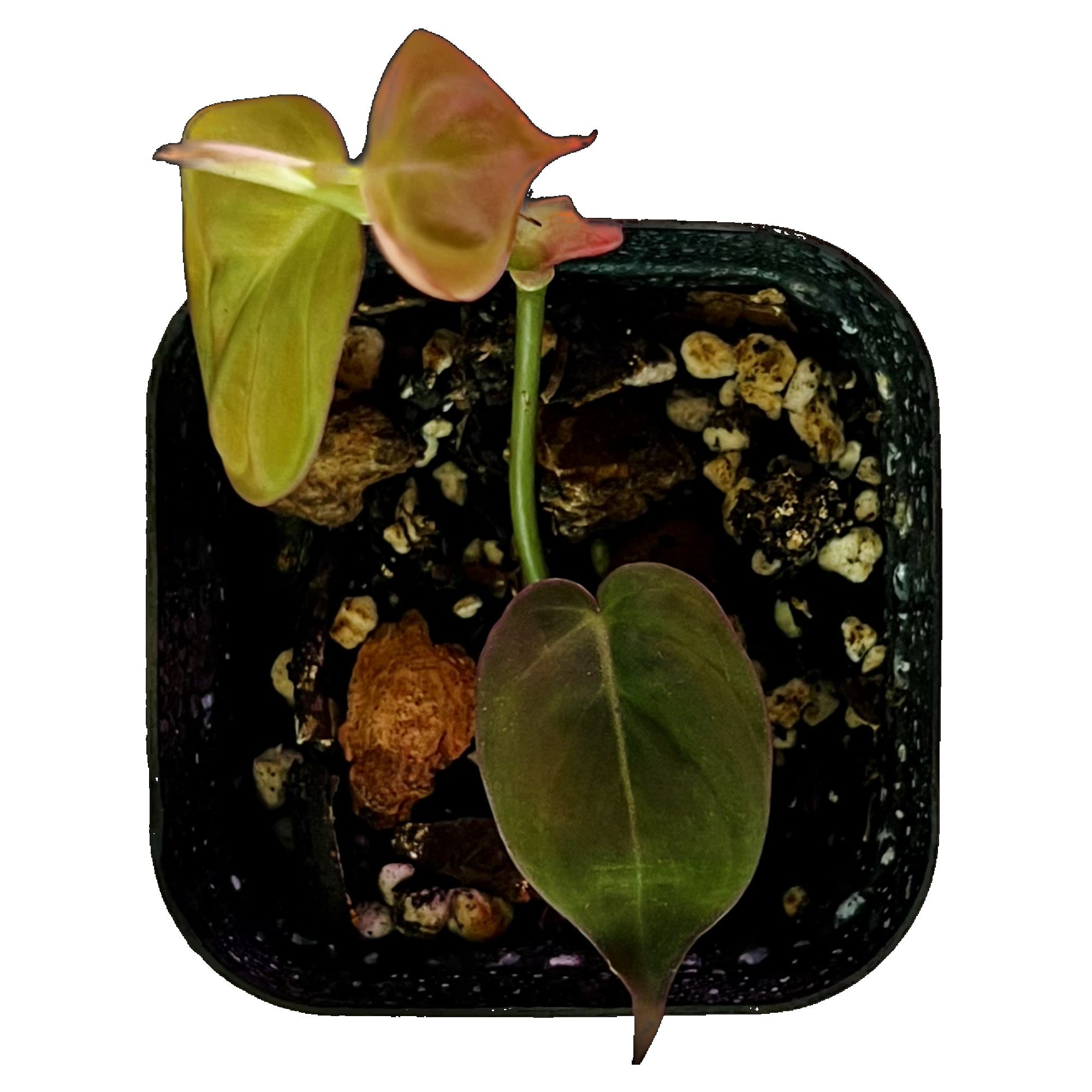 Philodendron Micans in 2" pot