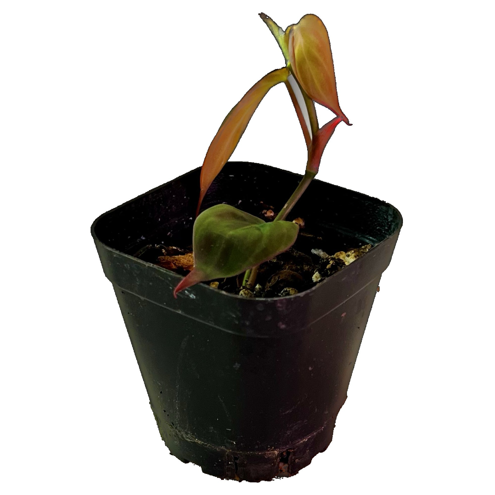 Philodendron Micans in 2" pot