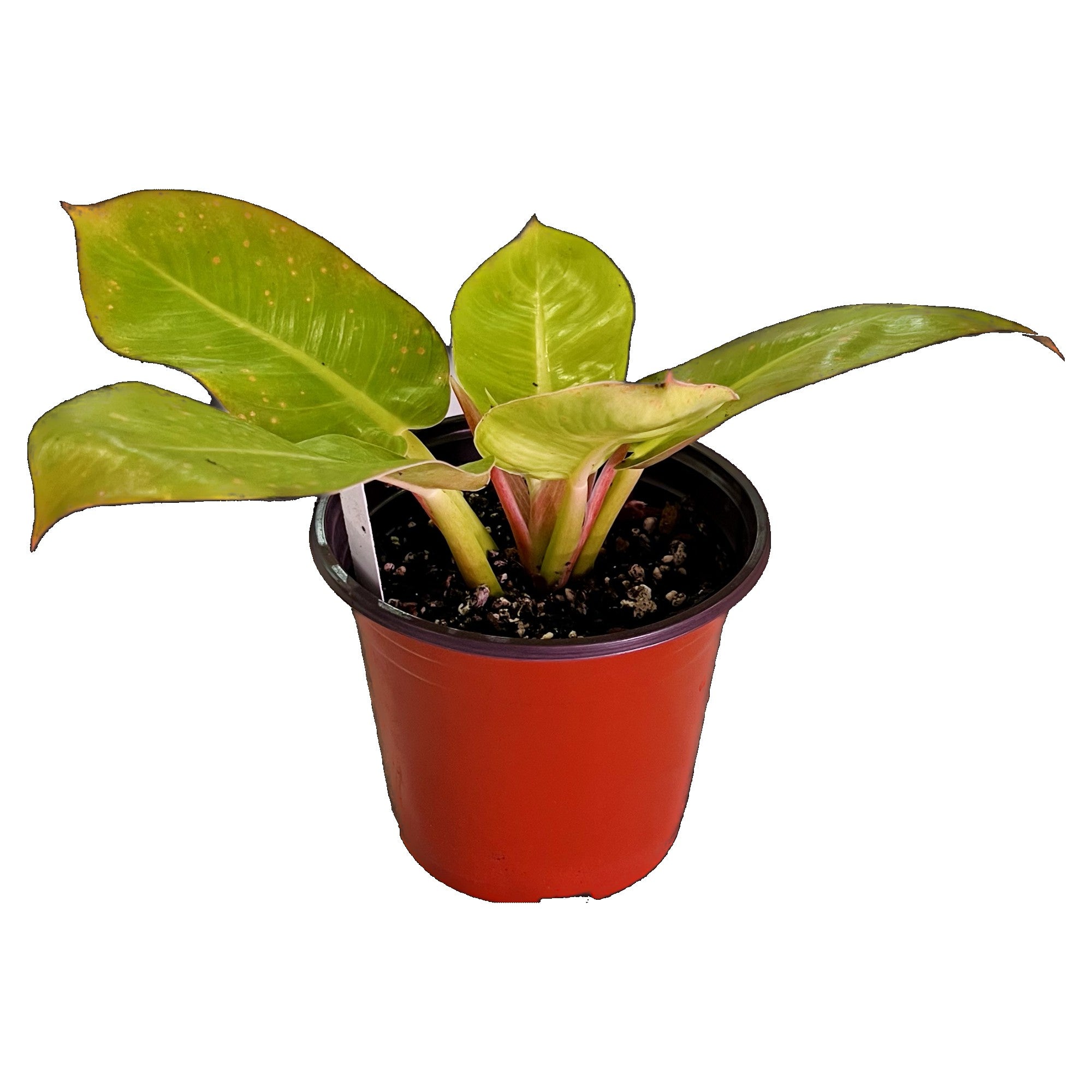 Philodendron Moonlight in 6" pot