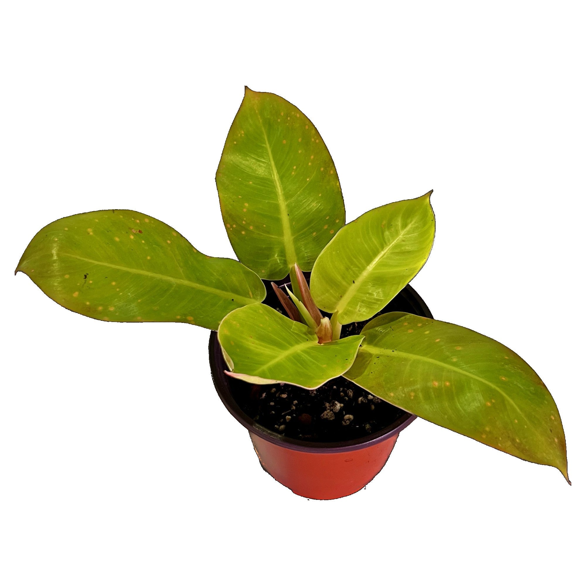 Philodendron Moonlight in 6" pot