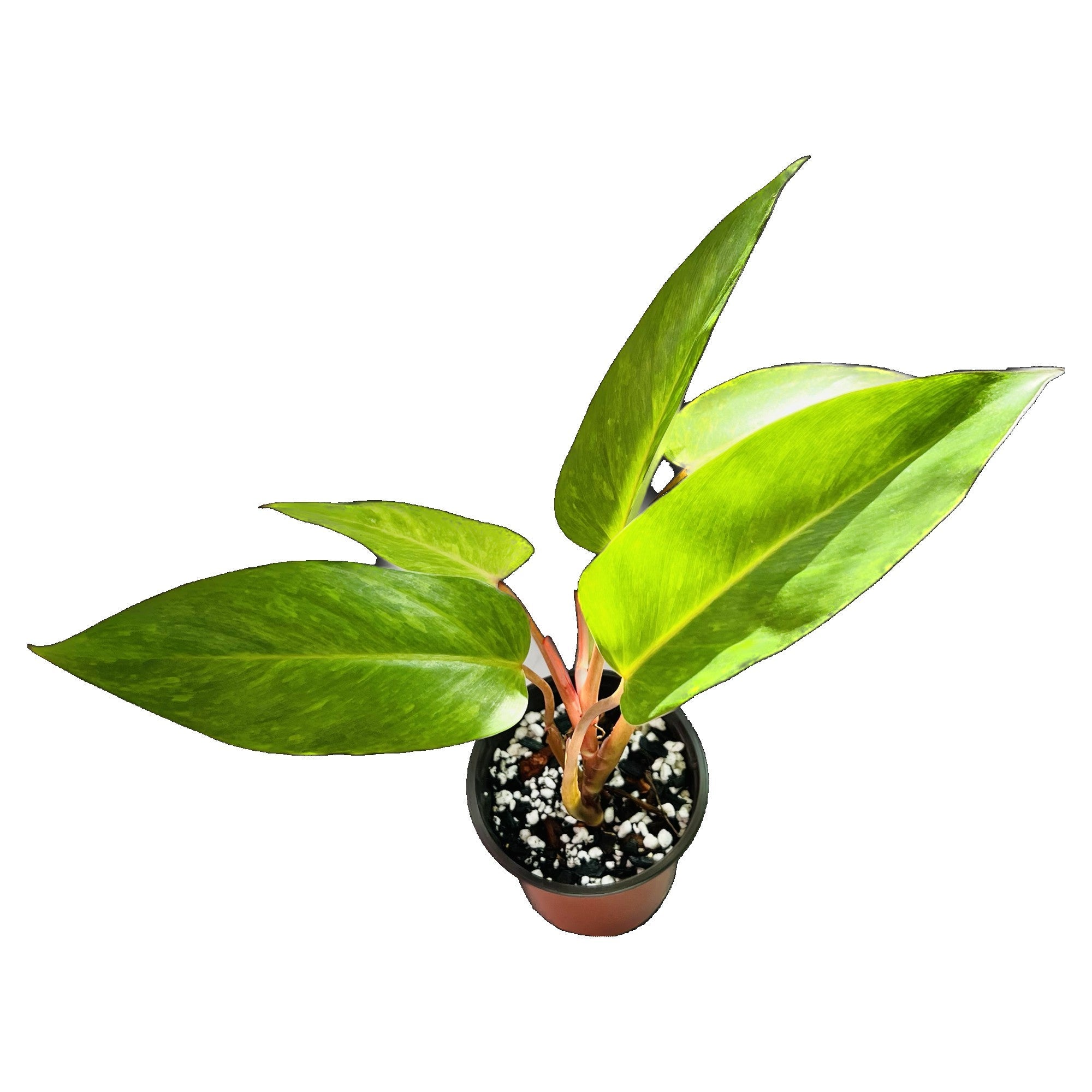 Philodendron Painted Lady in 4" pot