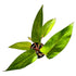 Philodendron Painted Lady in 4" pot