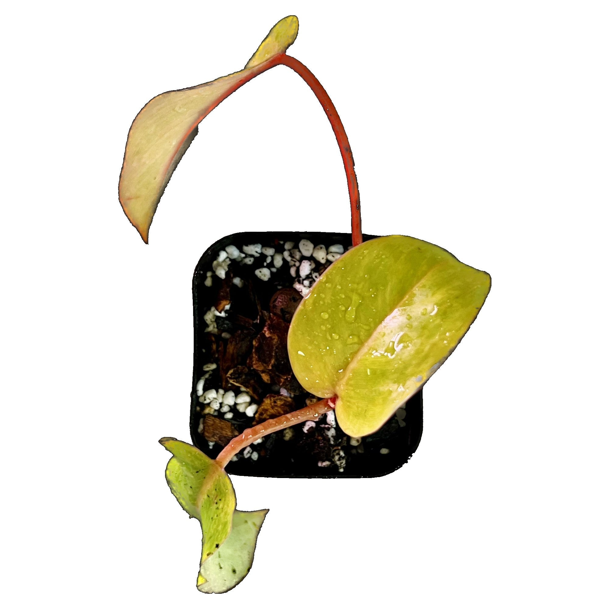Philodendron Painted Lady in 2" pot