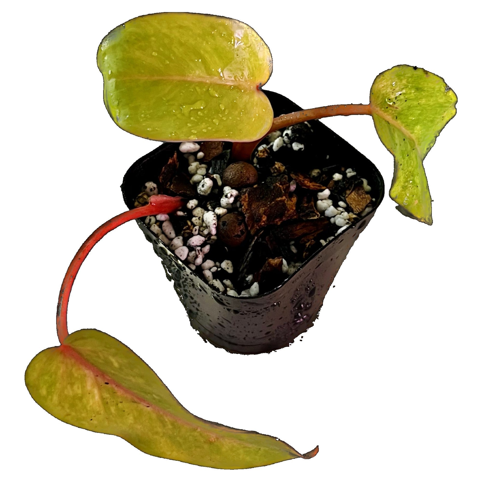 Philodendron Painted Lady in 2" pot