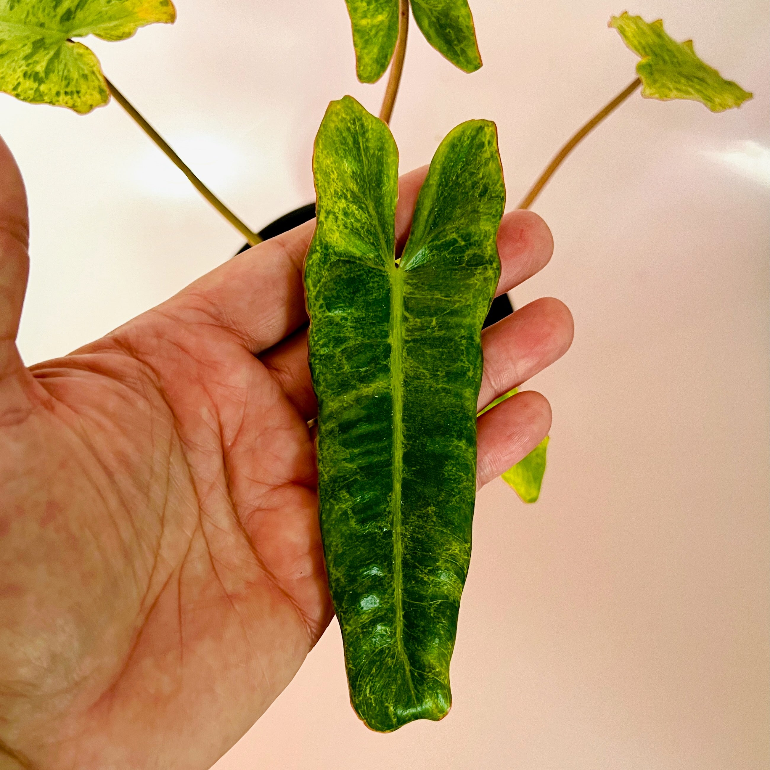 Philodendron Paraiso Verde in 1/2 Gallon pot