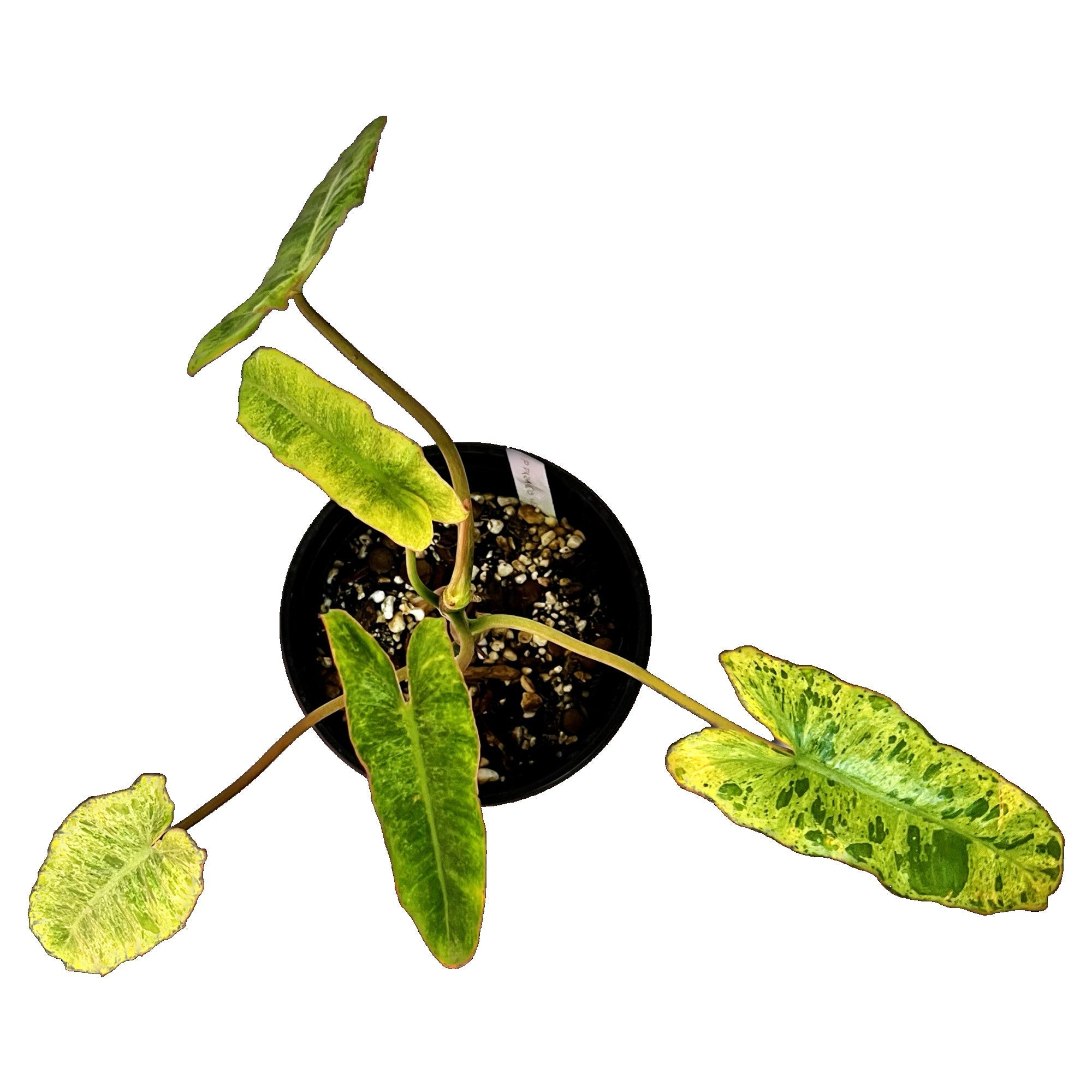 Philodendron Paraiso Verde in 1/2 Gallon pot