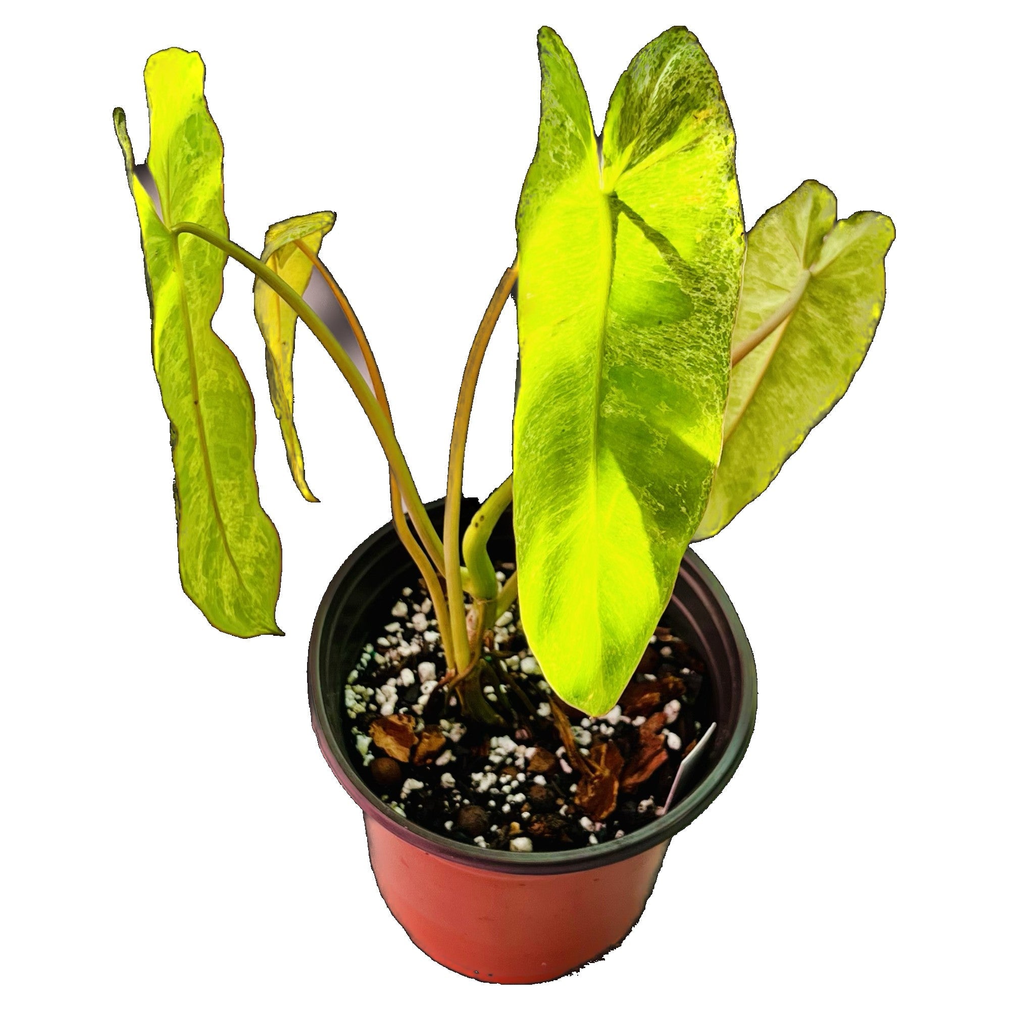 Philodendron Paraiso Verde in 6" pot