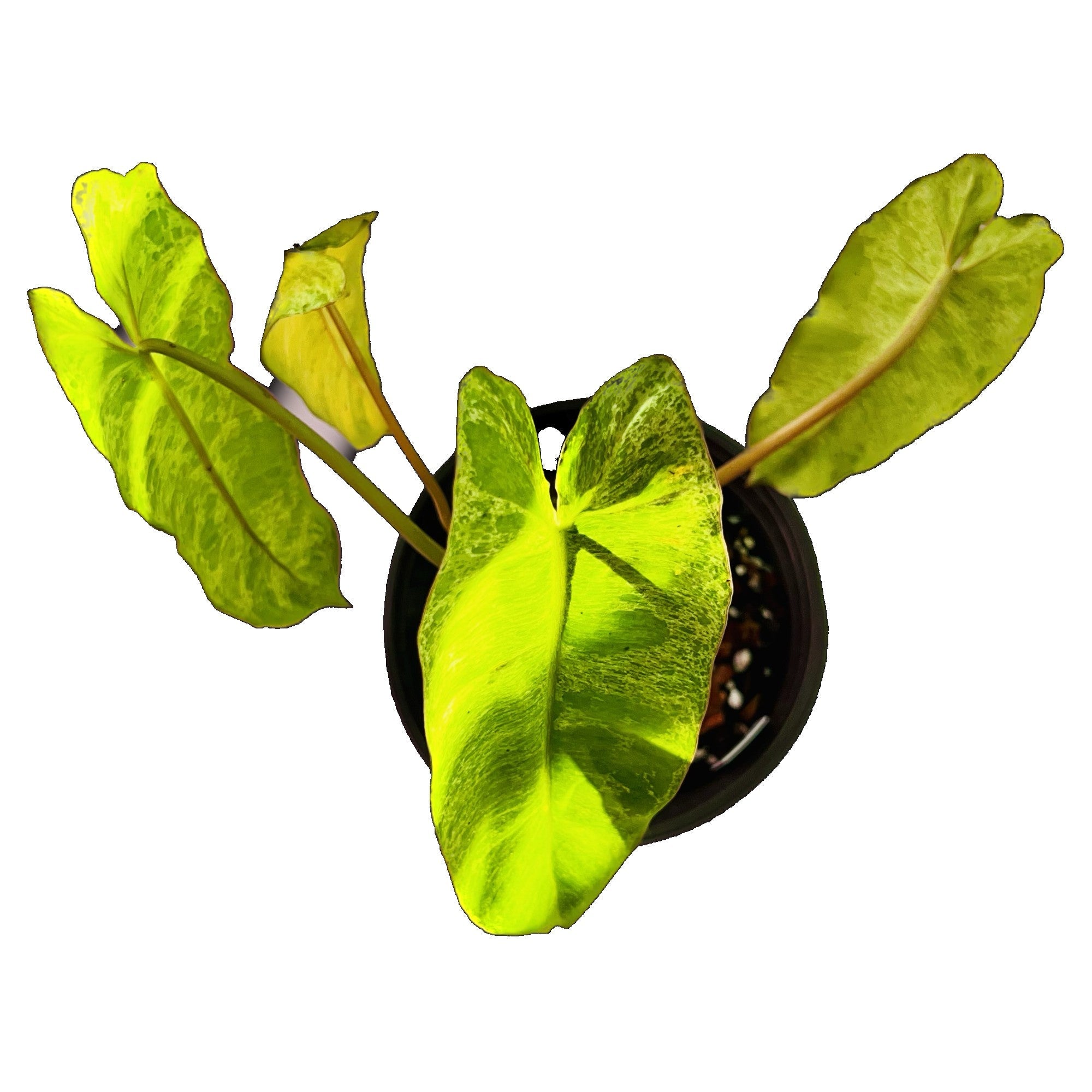 Philodendron Paraiso Verde in 6" pot
