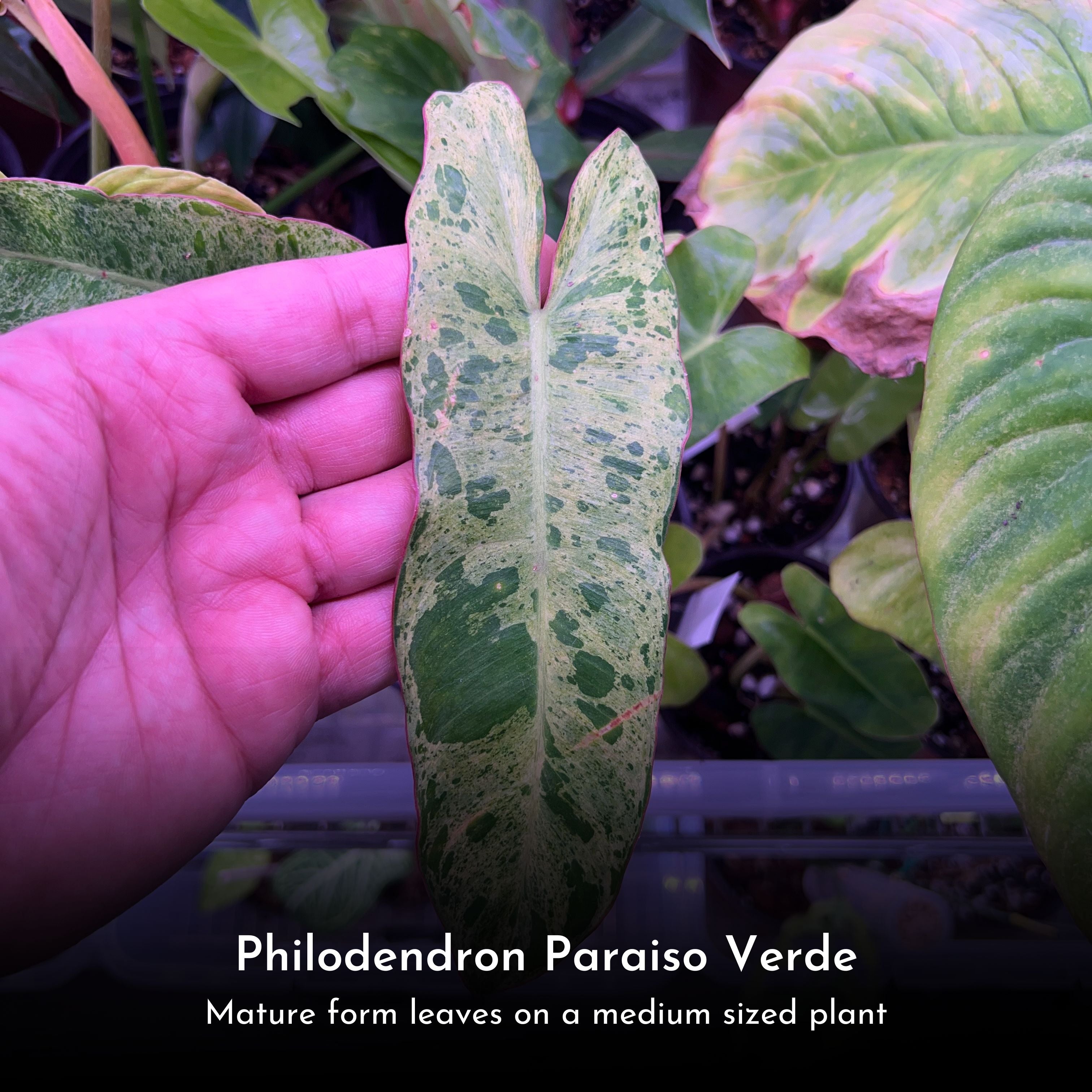 Philodendron Paraiso Verde in 4" pot