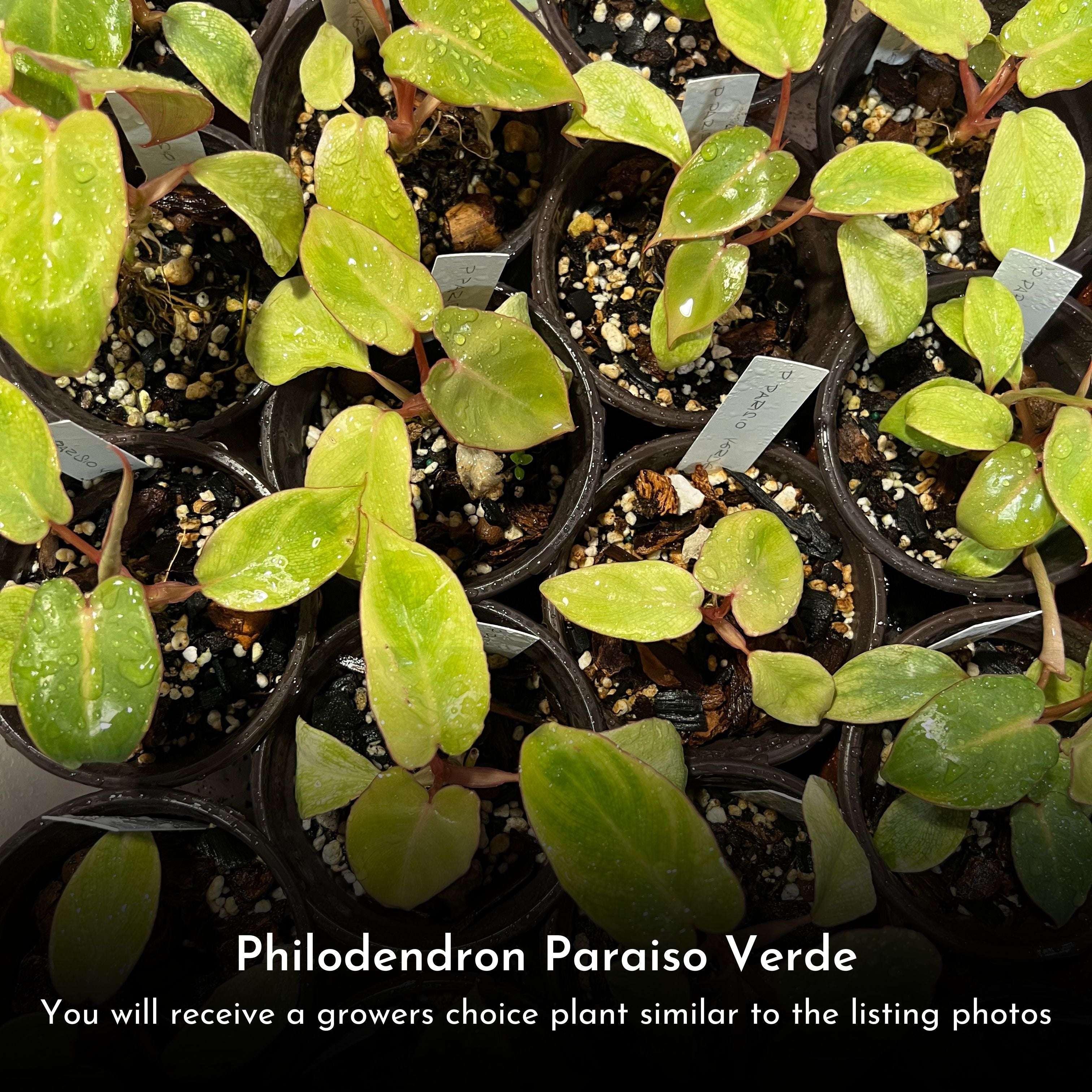 Philodendron Paraiso Verde in 4" pot