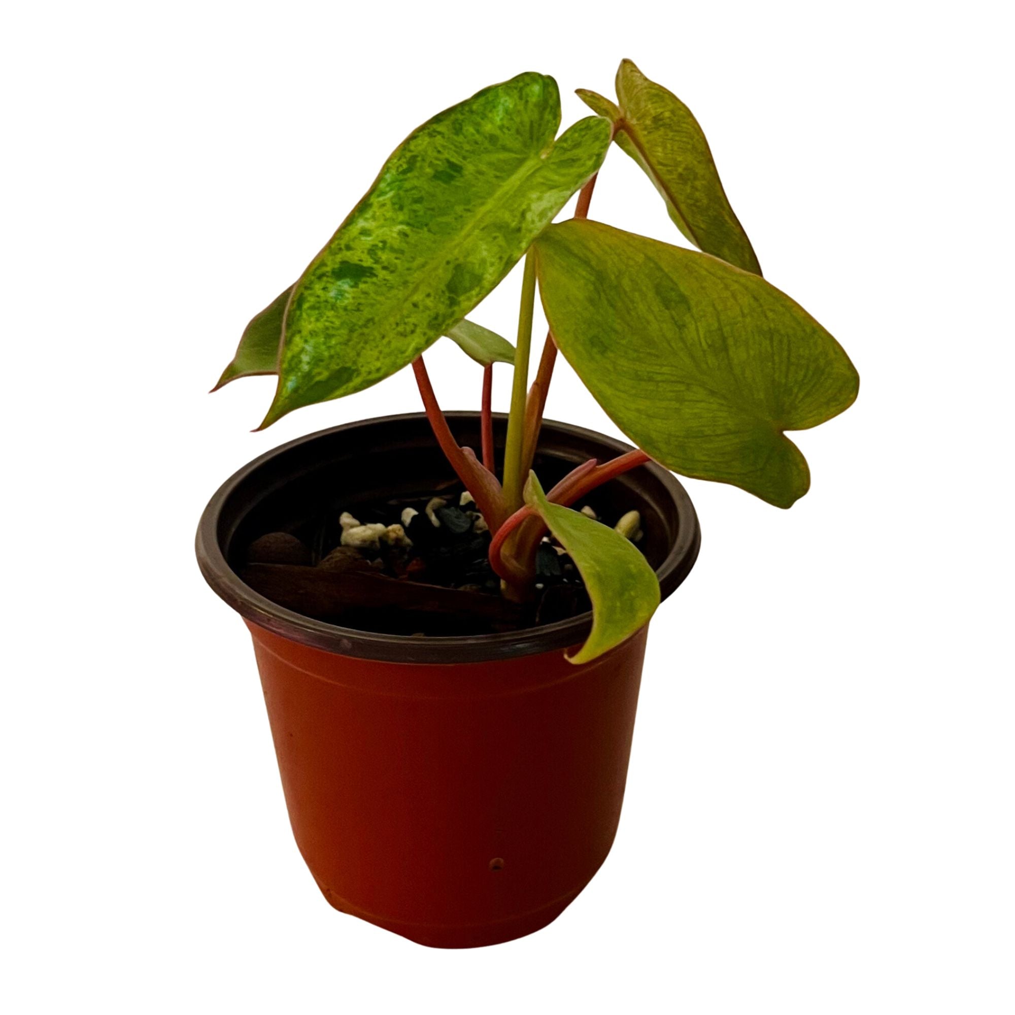 Philodendron Paraiso Verde in 4" pot