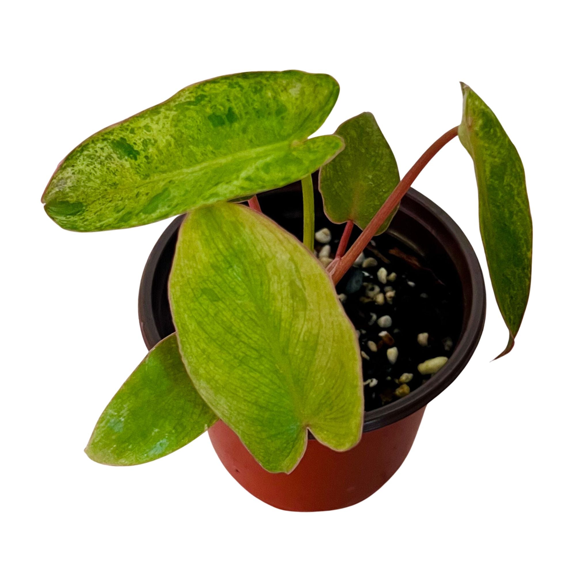 Philodendron Paraiso Verde in 4" pot