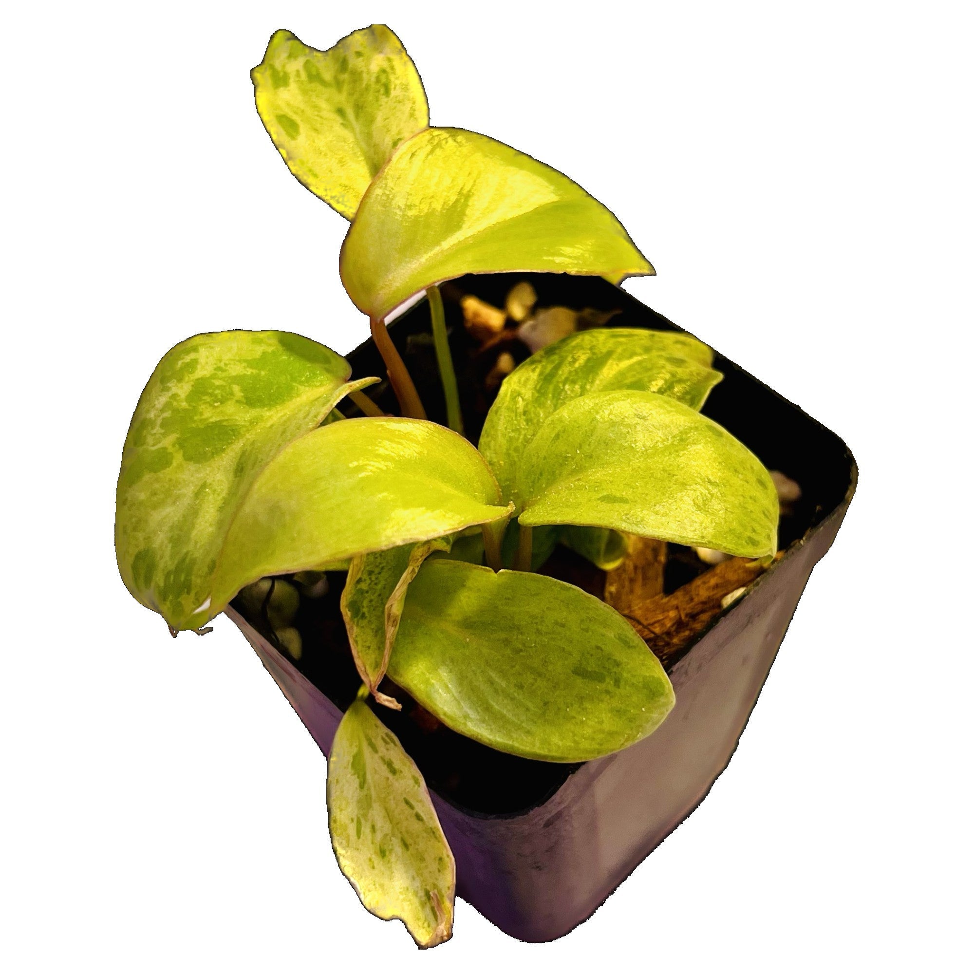 Philodendron Paraiso Verde in 2" pot