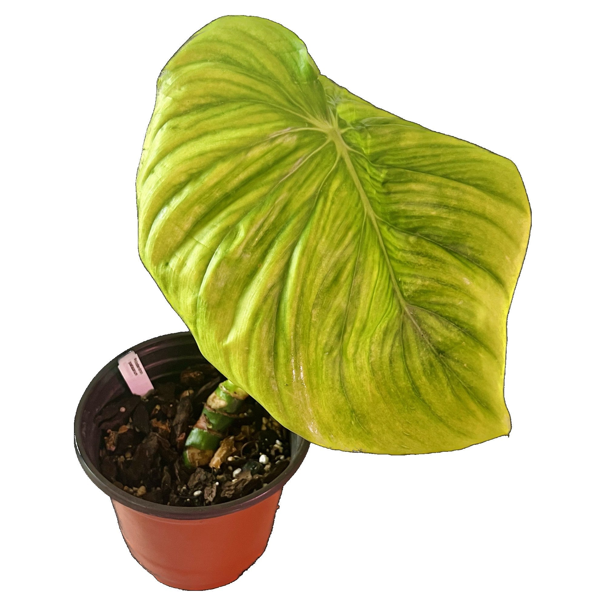 Philodendron Pastazanum in 6" pot
