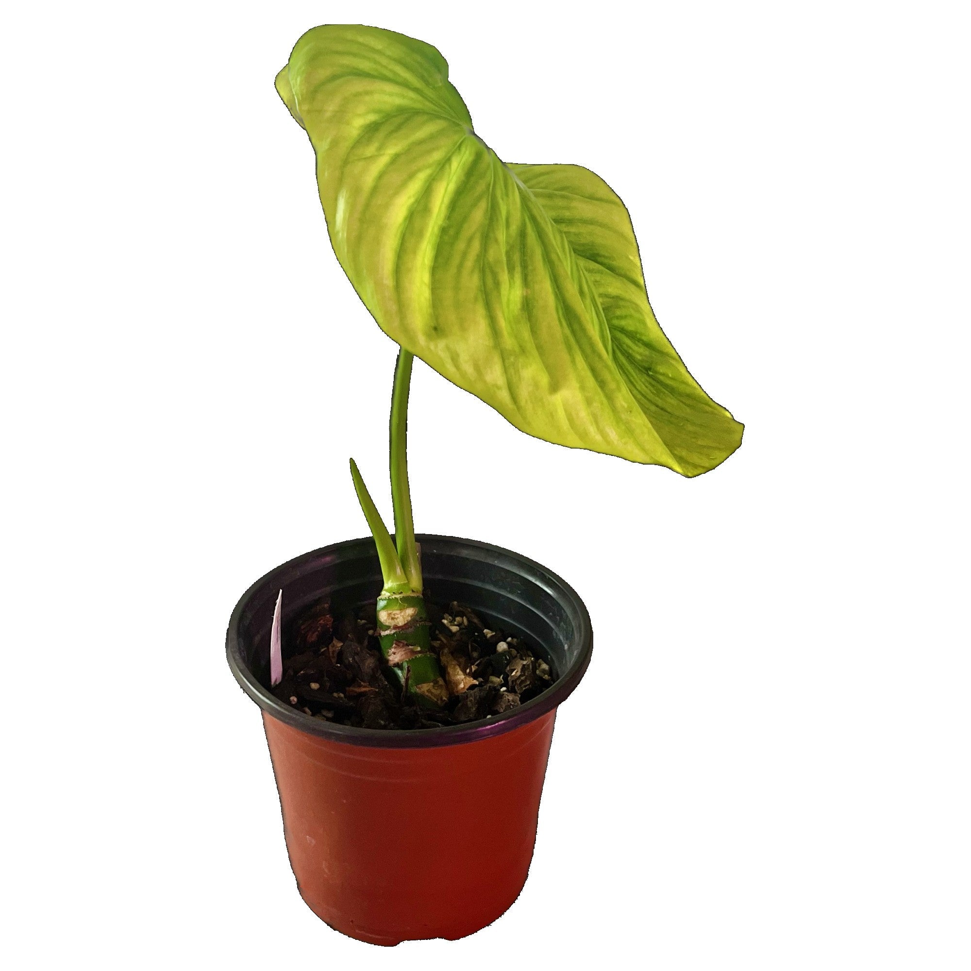Philodendron Pastazanum in 6" pot