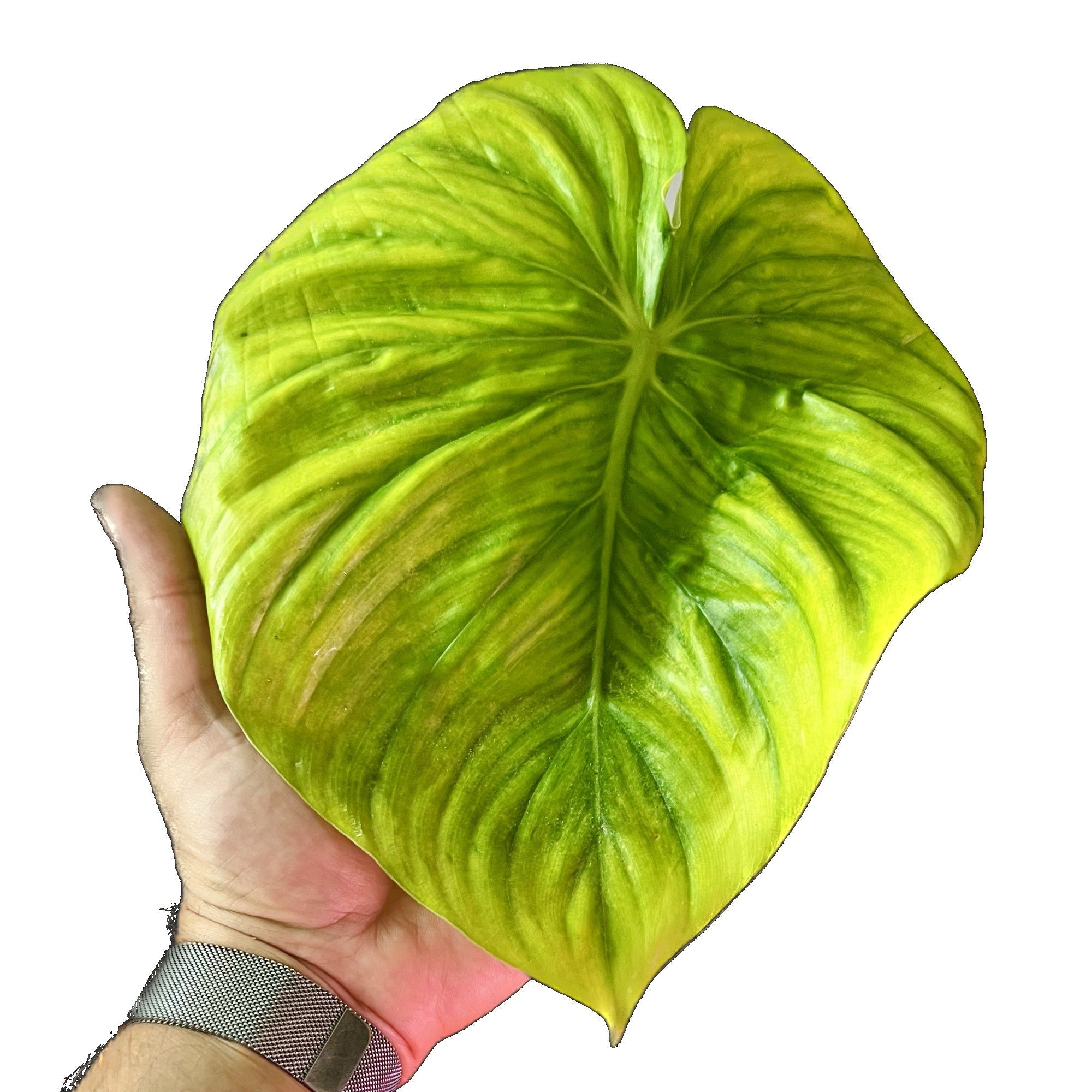 Philodendron Pastazanum in 6" pot