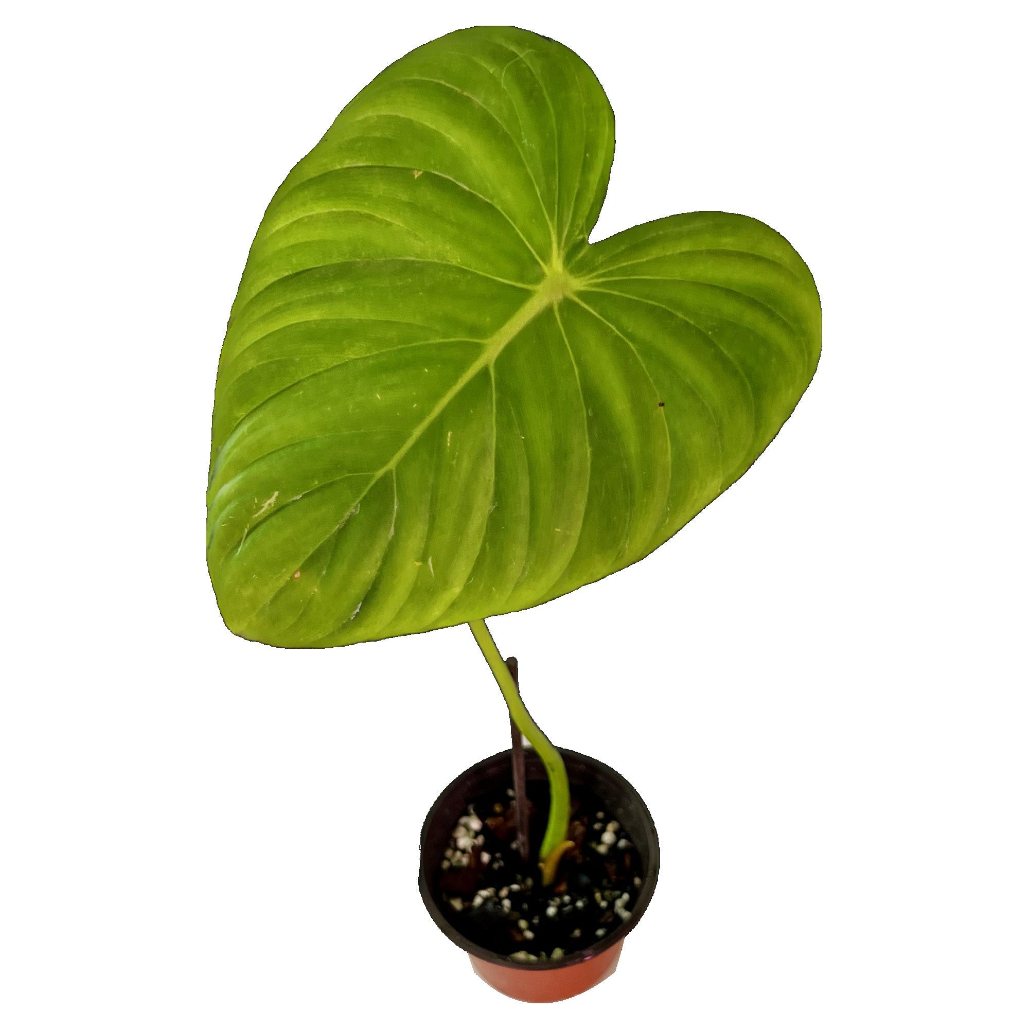 Philodendron Pastazanum in 4" pot