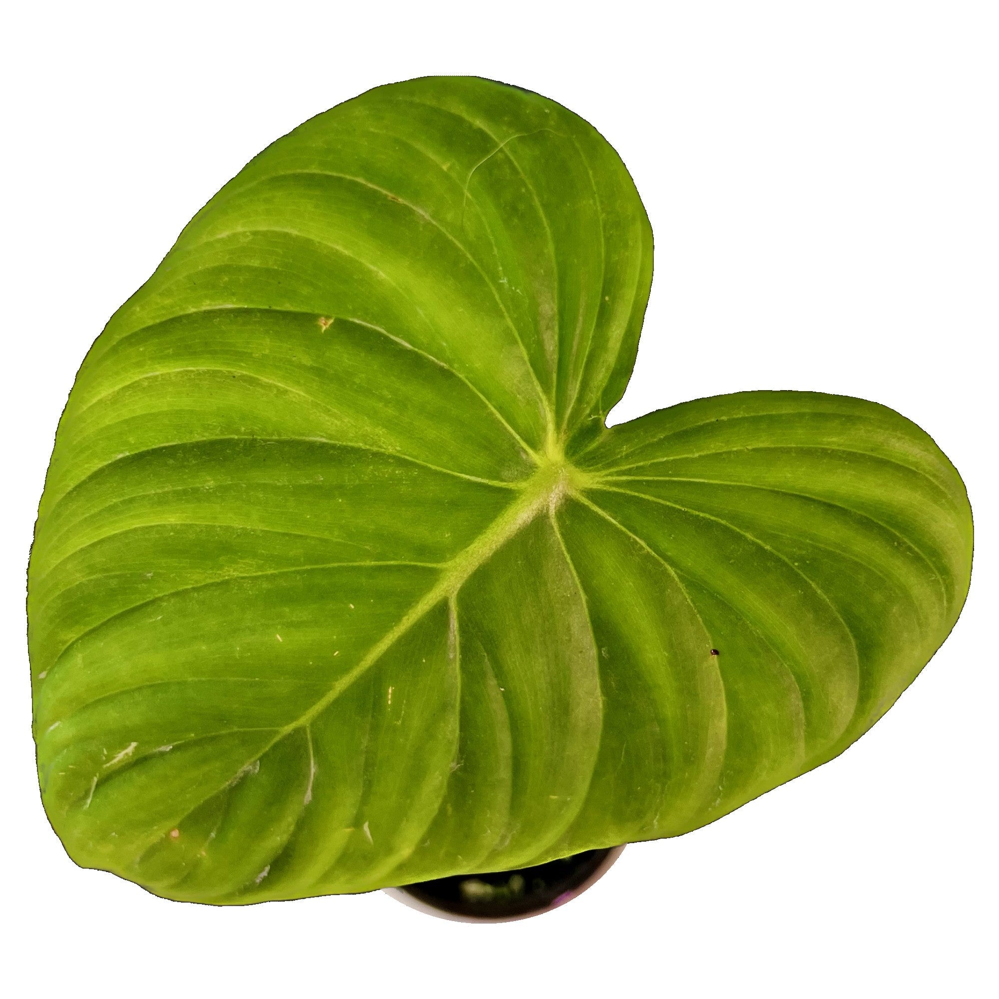 Philodendron Pastazanum in 4" pot
