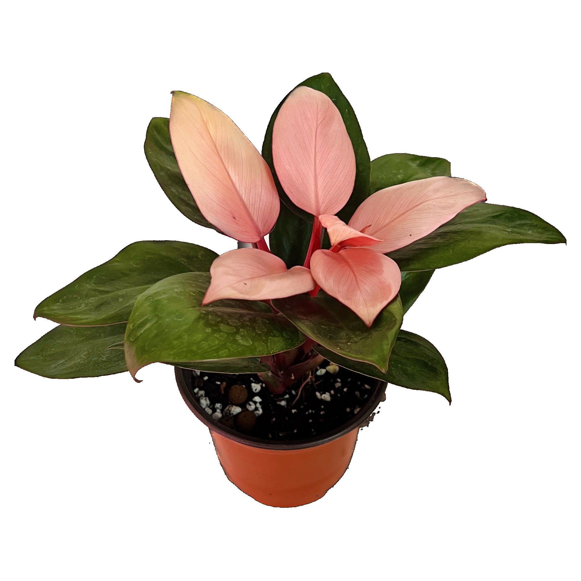 Philodendron Pink Congo in 6" pot