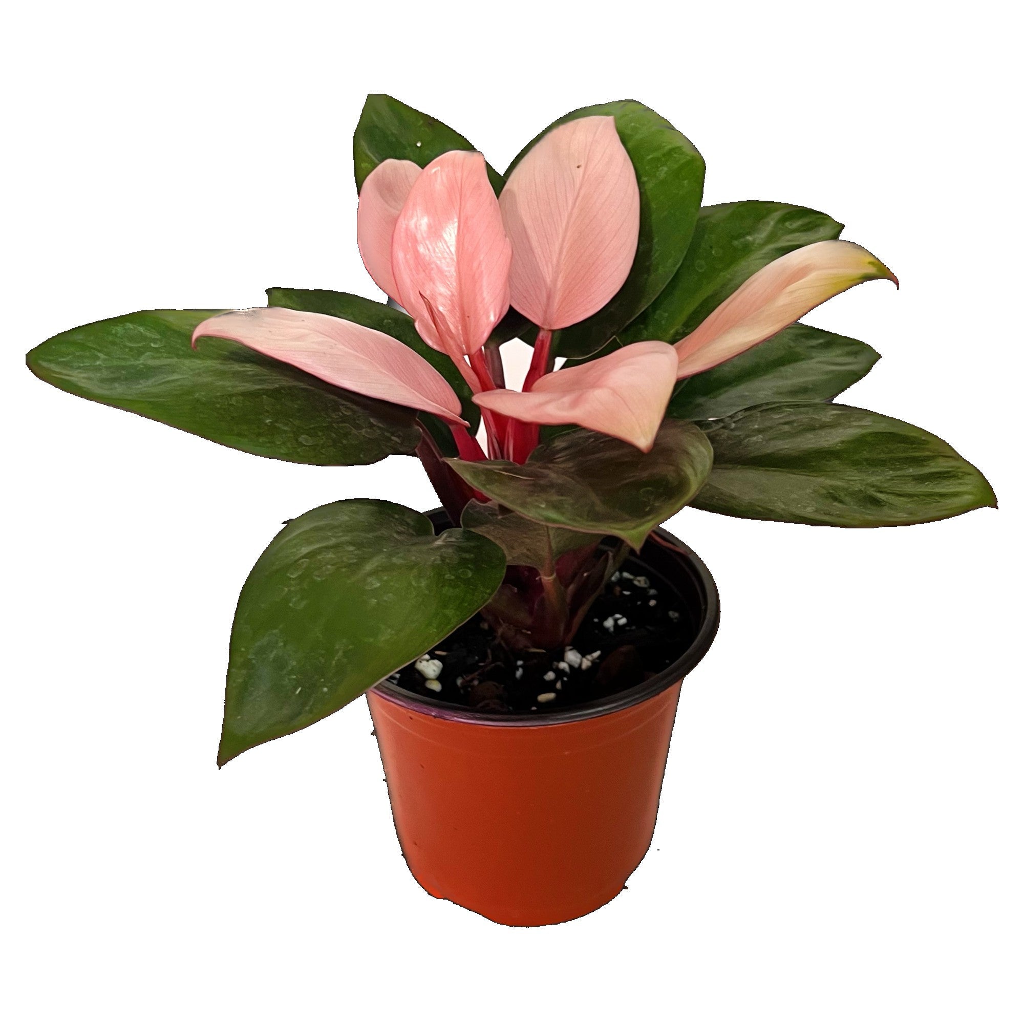 Philodendron Pink Congo in 6" pot