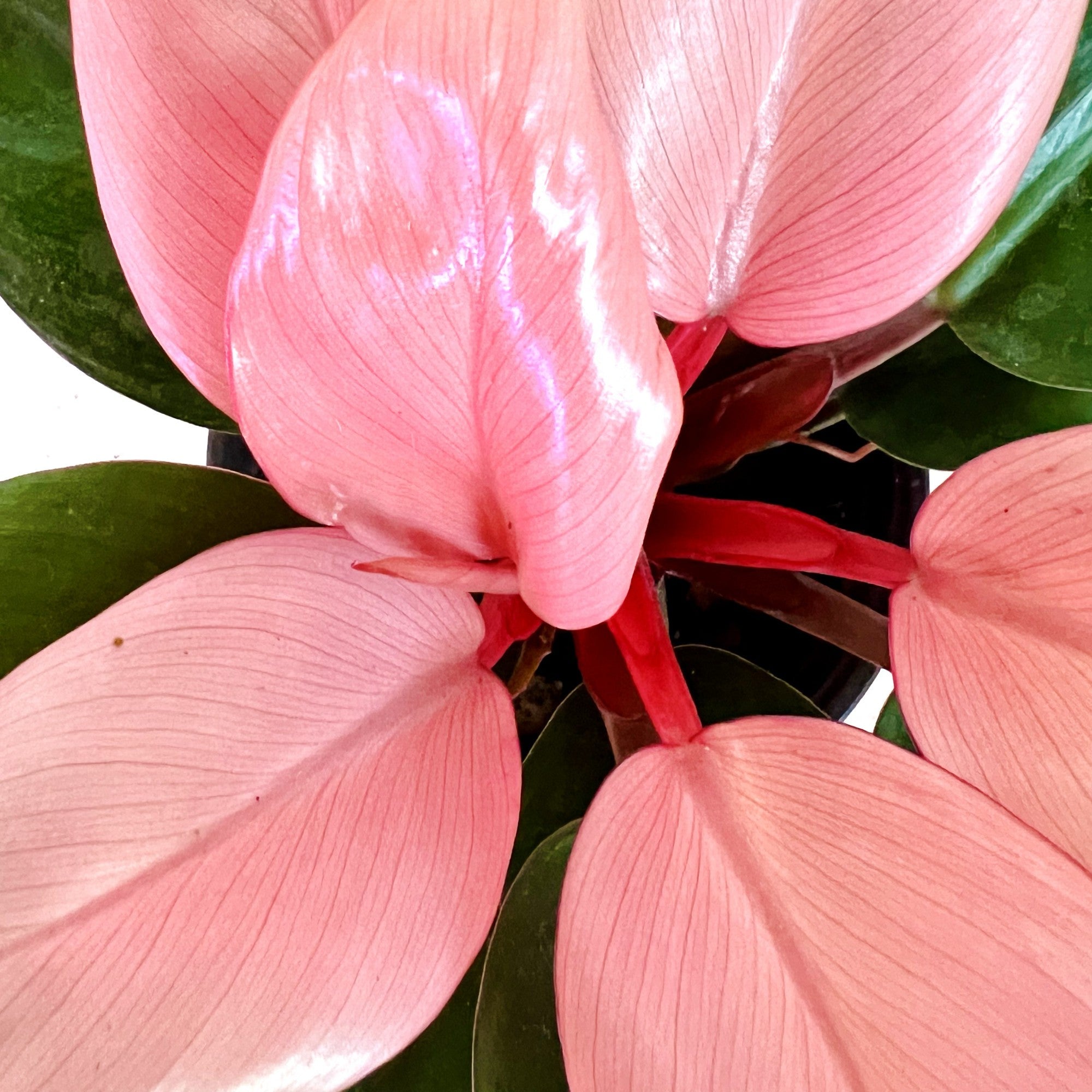 Philodendron Pink Congo in 6" pot