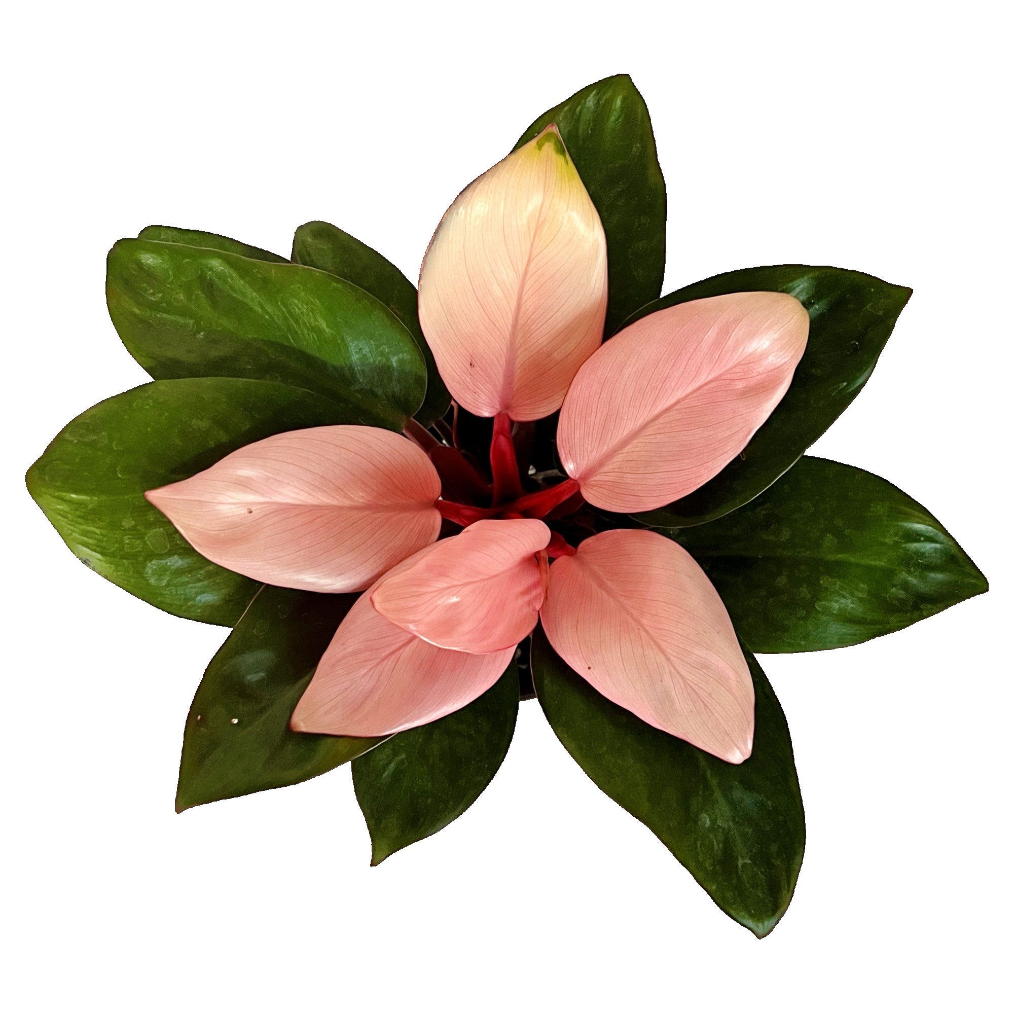 Philodendron Pink Congo in 6" pot