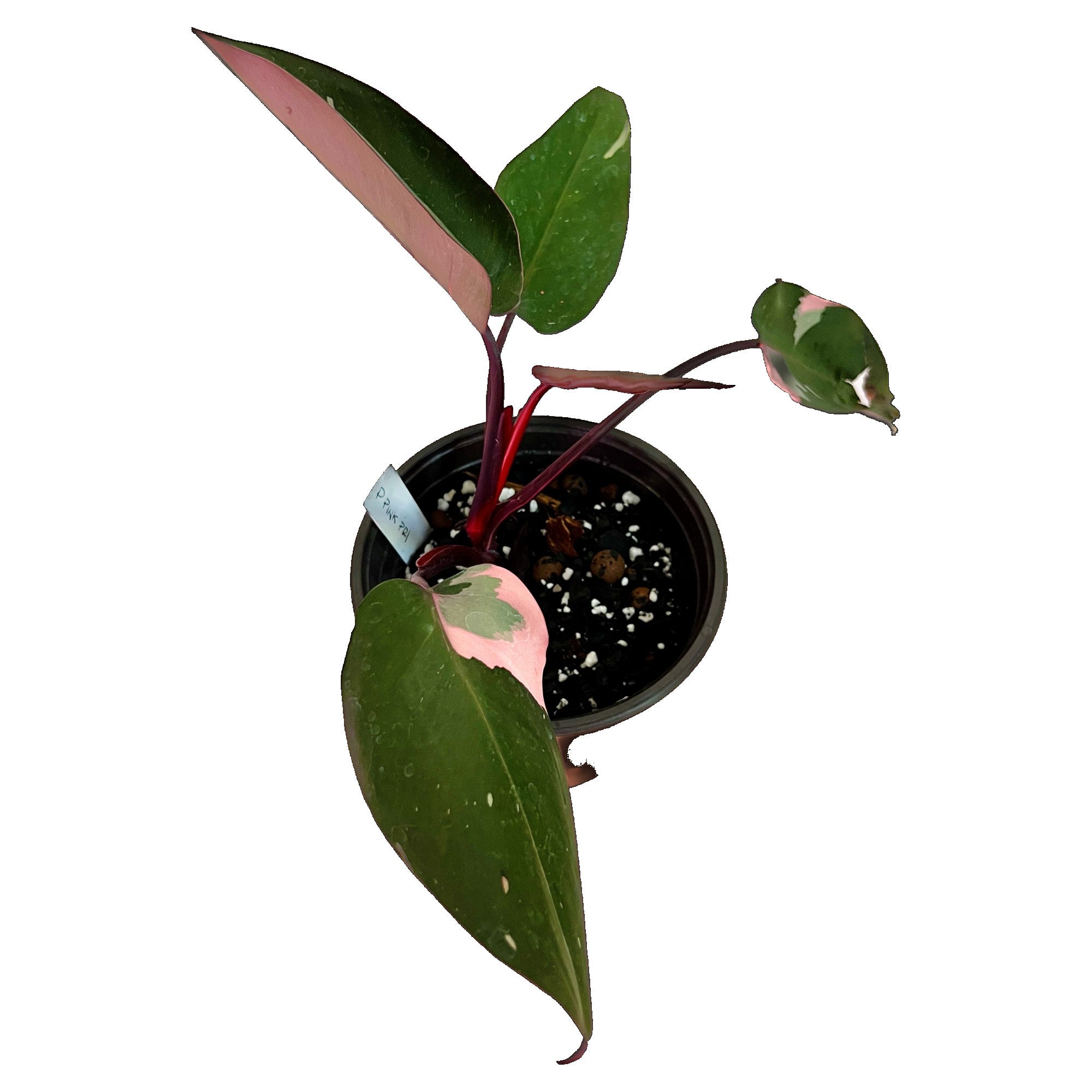 Philodendron Pink Princess in 6" pot