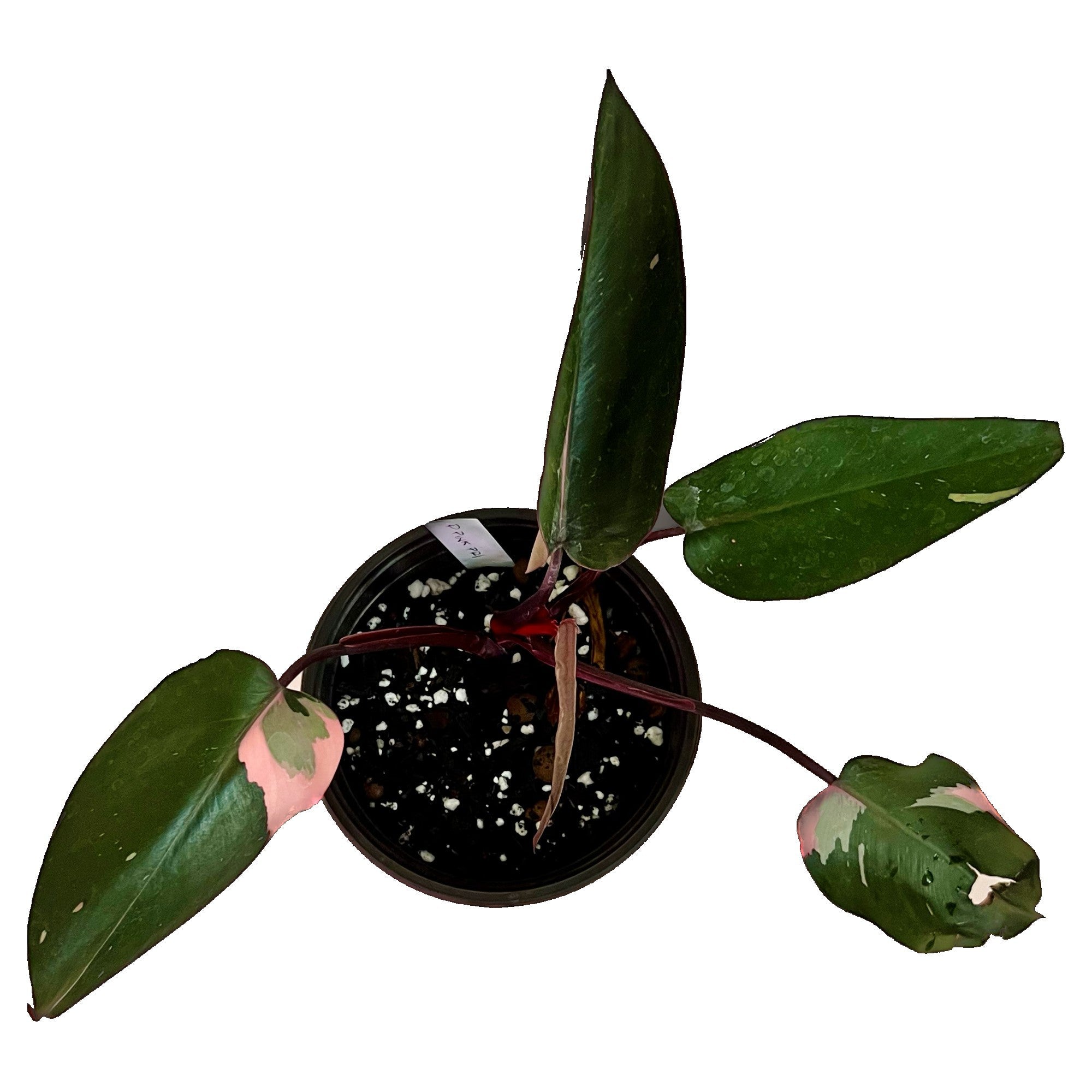 Philodendron Pink Princess in 6" pot