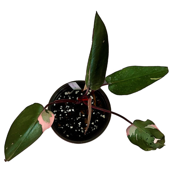 Princesa rosa filodendro - Mediano Princesa rosa filodendro - Mediano