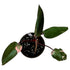 Philodendron Pink Princess in 6" pot