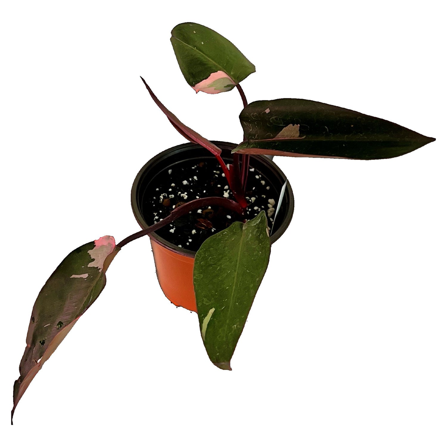 Philodendron Pink Princess in 6" pot