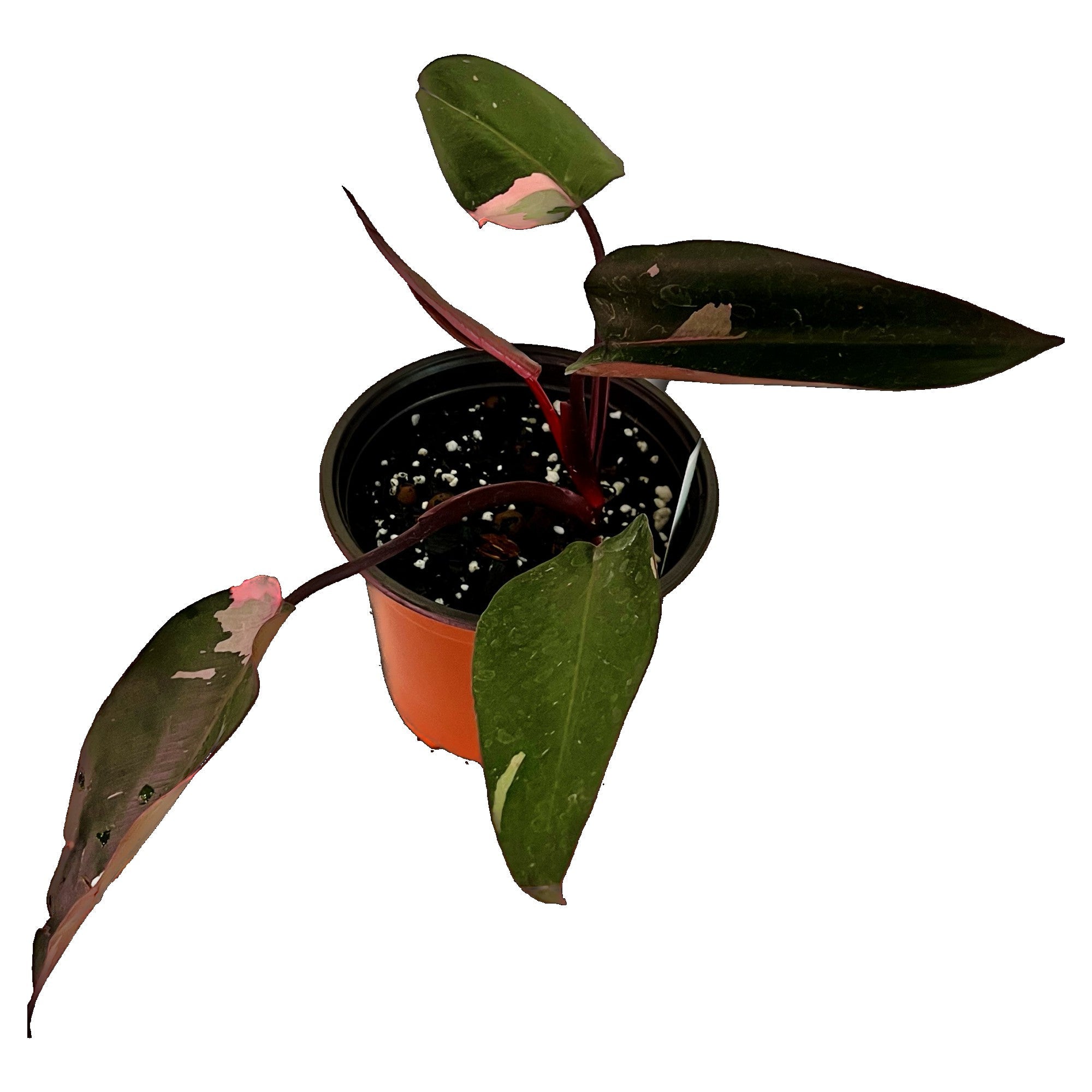 Philodendron Pink Princess in 6" pot