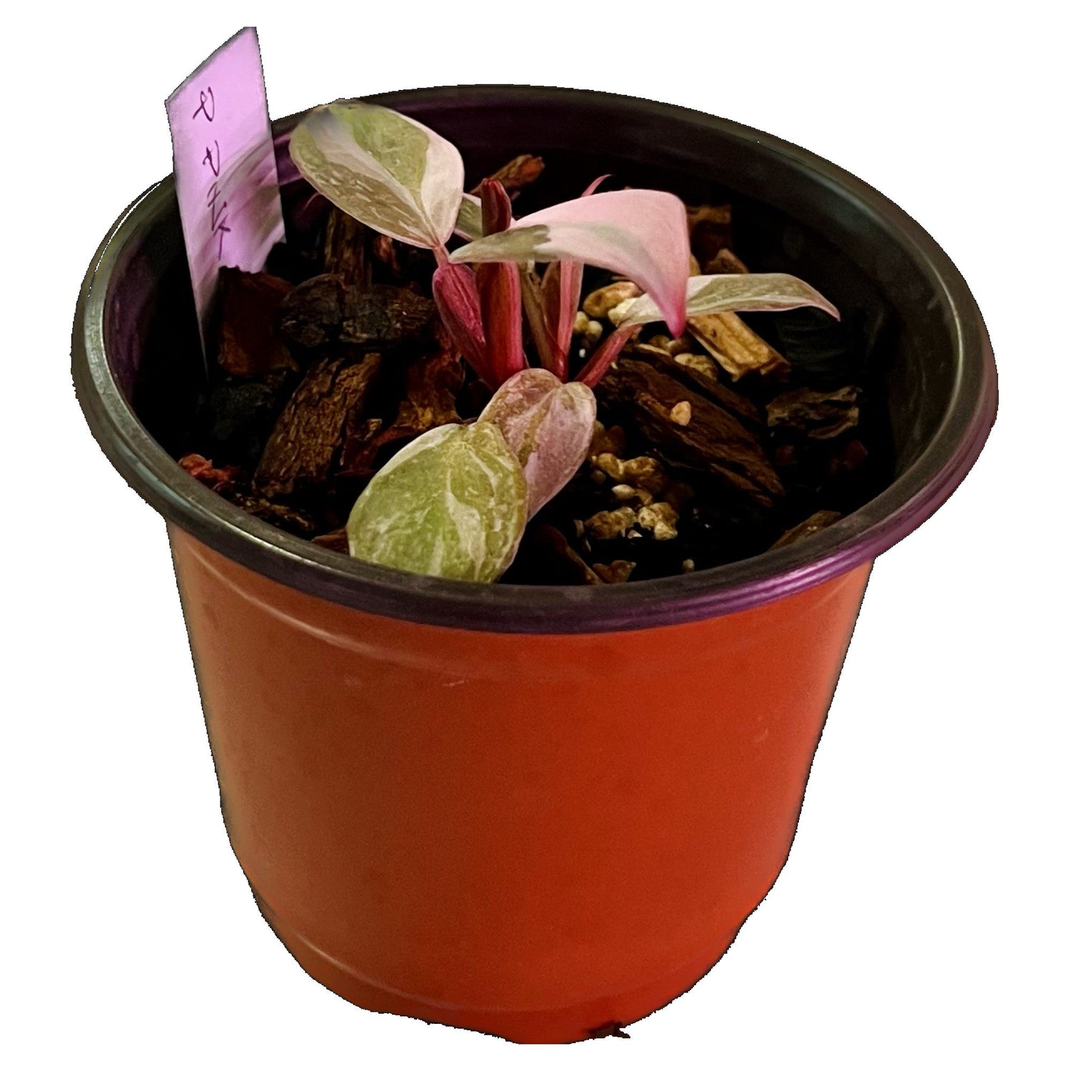 Philodendron Pink Princess in 4" pot