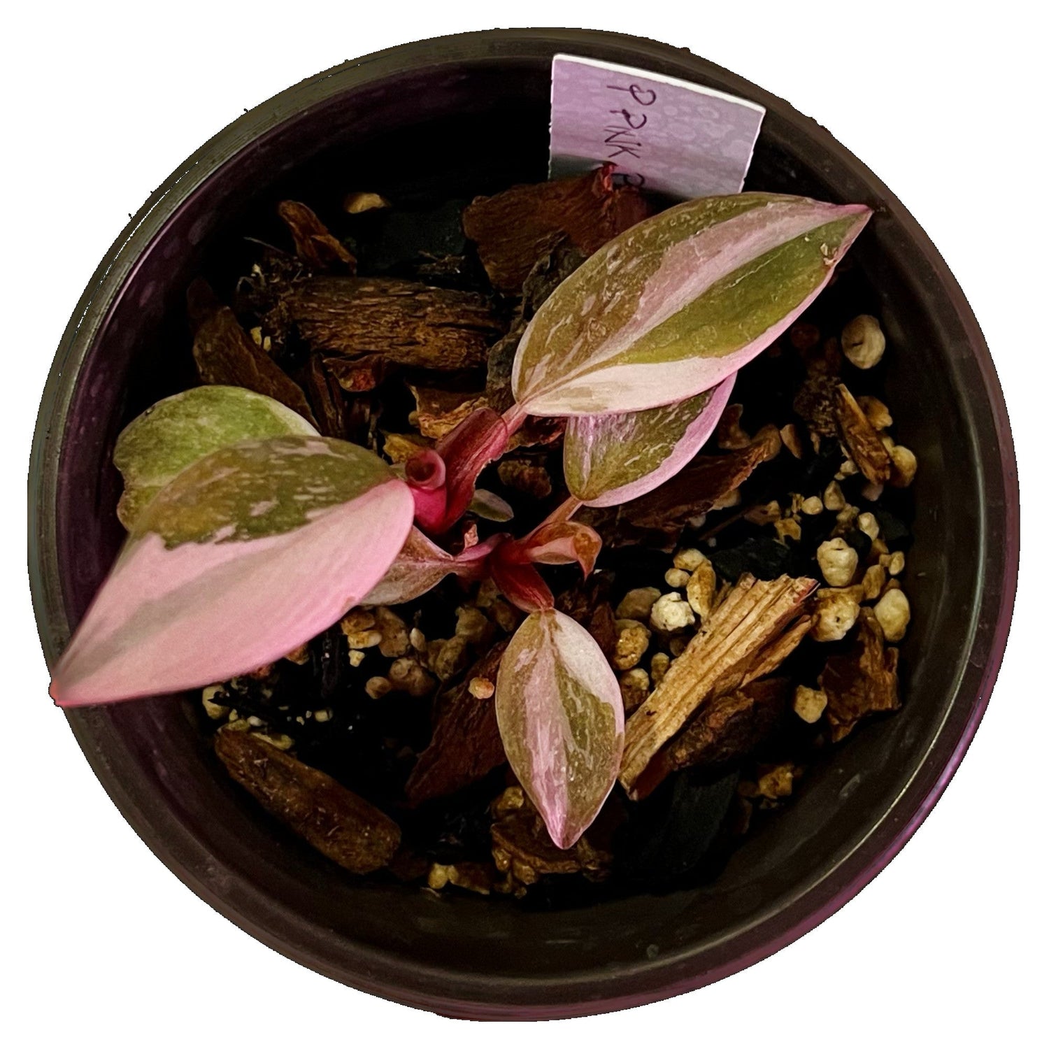 Philodendron Pink Princess in 4" pot