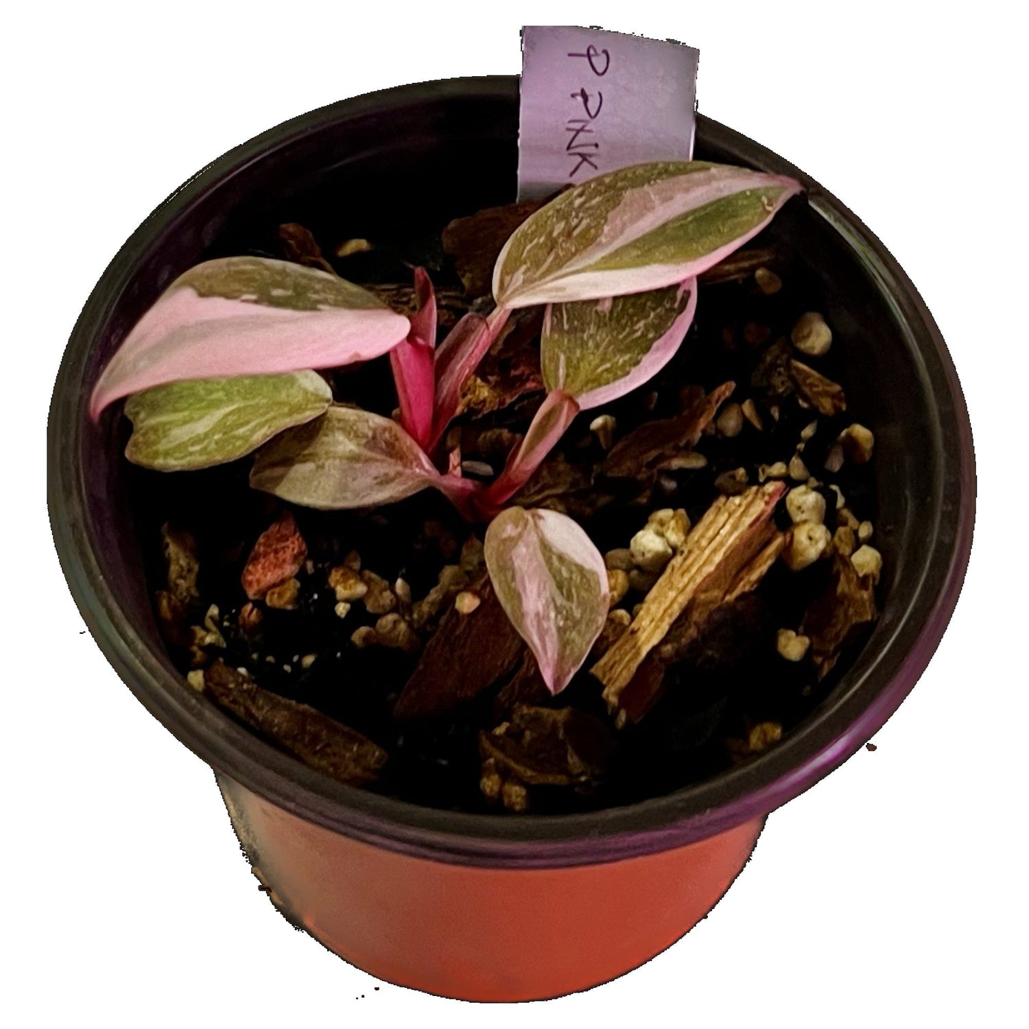 Philodendron Pink Princess in 4" pot