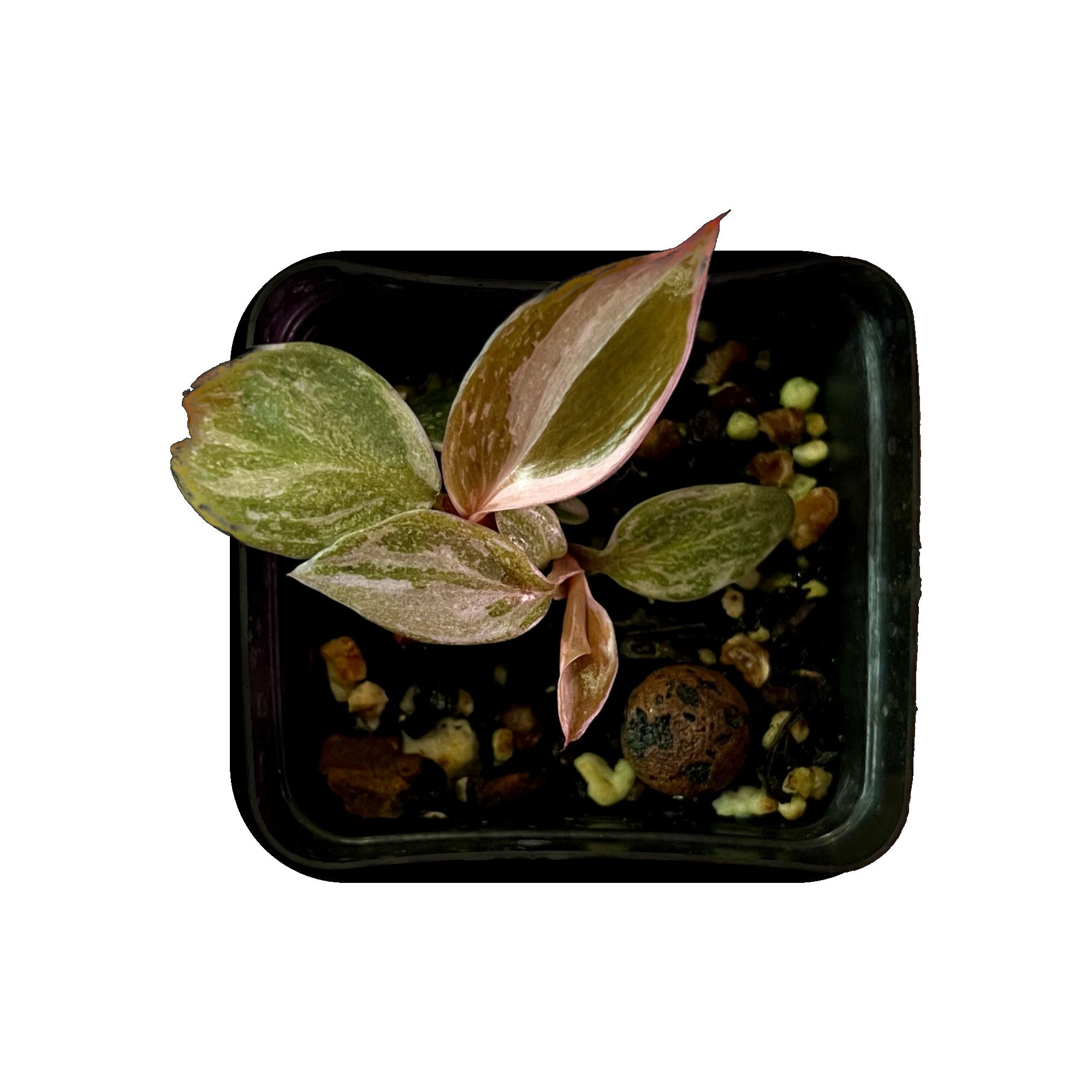 Philodendron Pink Princess in 2" pot