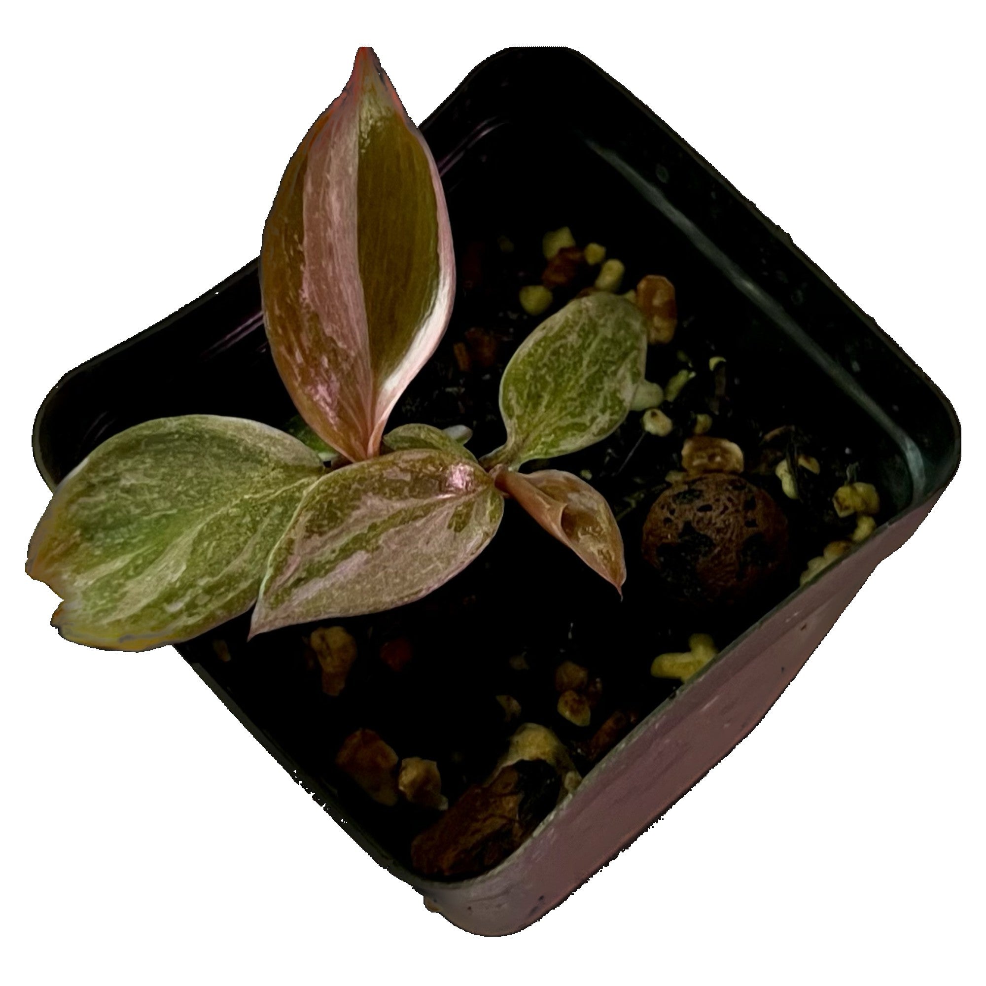 Philodendron Pink Princess in 2" pot