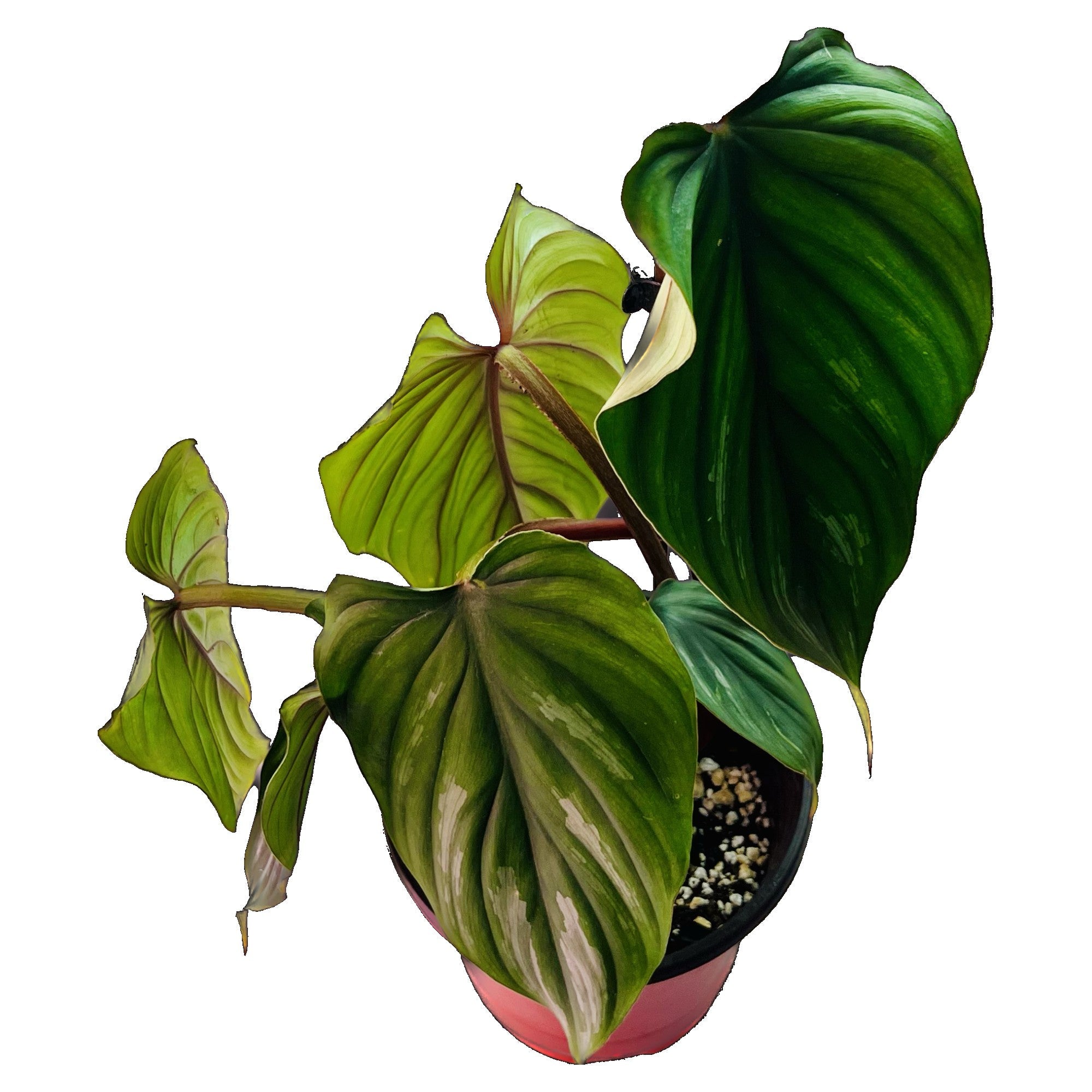 Philodendron Plowmanii in 6" pot