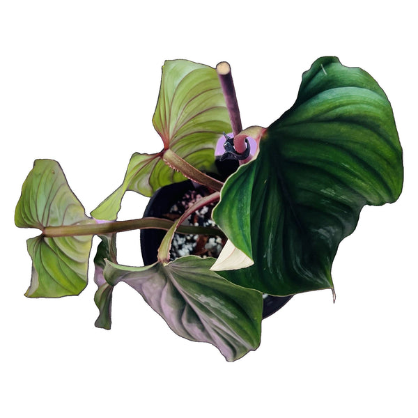 Philodendron Plowmanii - Medio Philodendron Plowmanii - Medio