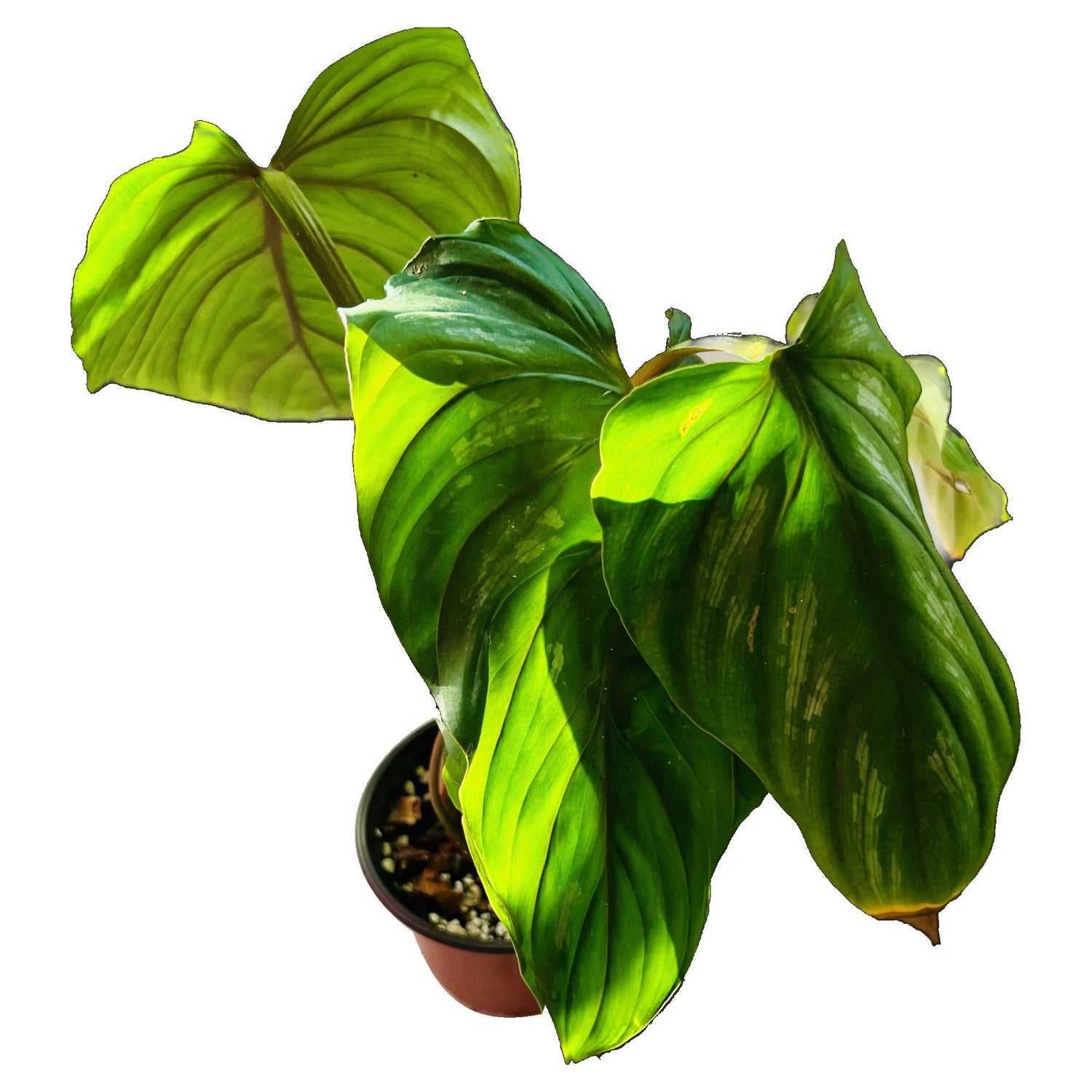 Philodendron Plowmanii in 4" pot