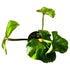 Philodendron Plowmanii in 4" pot