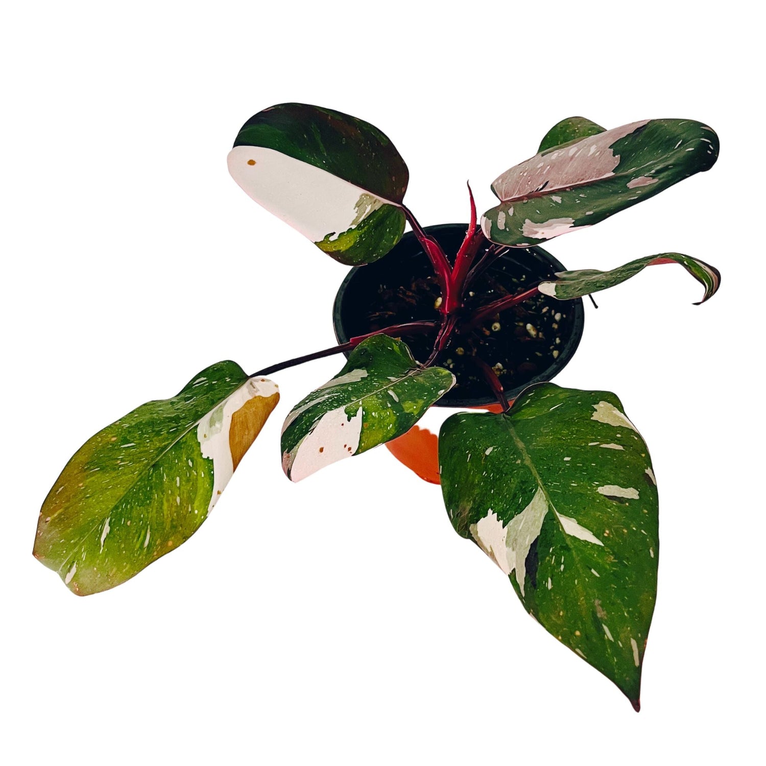 Philodendron Red Anderson in 6" pot