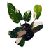 Philodendron Red Anderson in 6" pot