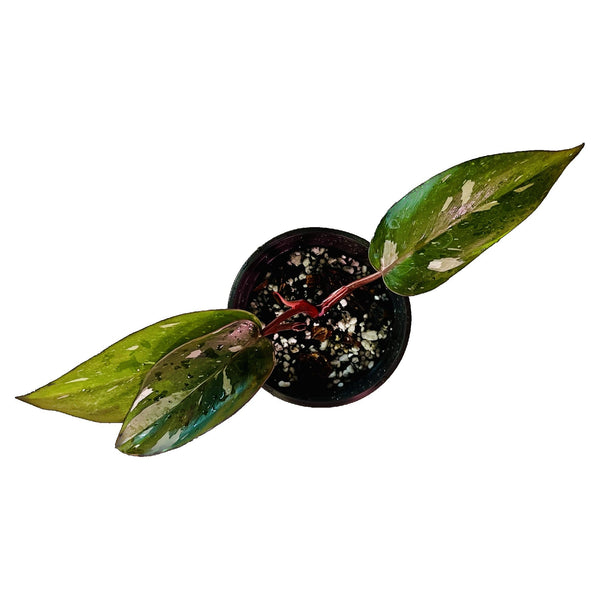 Philodendron Red Anderson - Small Philodendron Red Anderson - Small