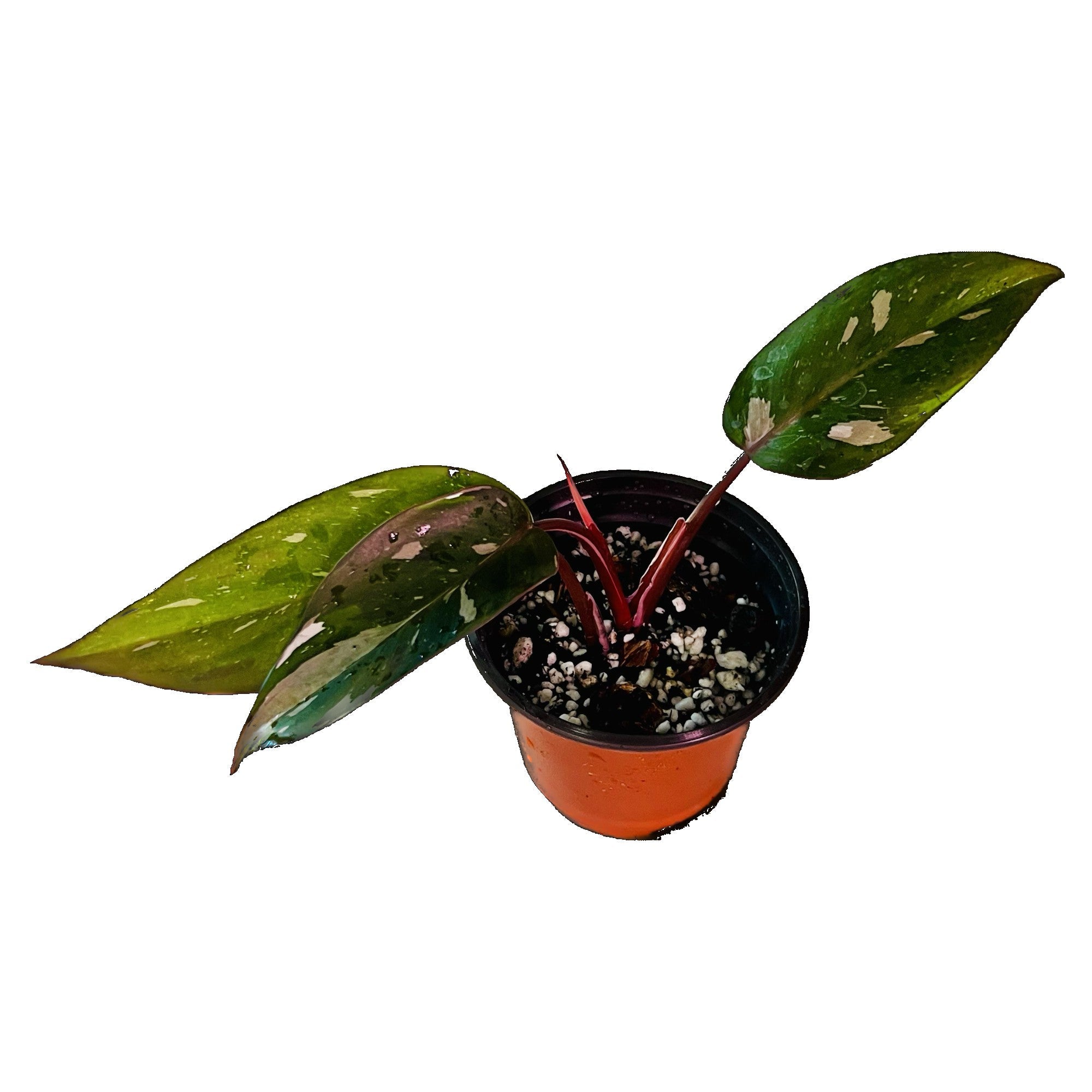 Philodendron Red Anderson in 4" pot
