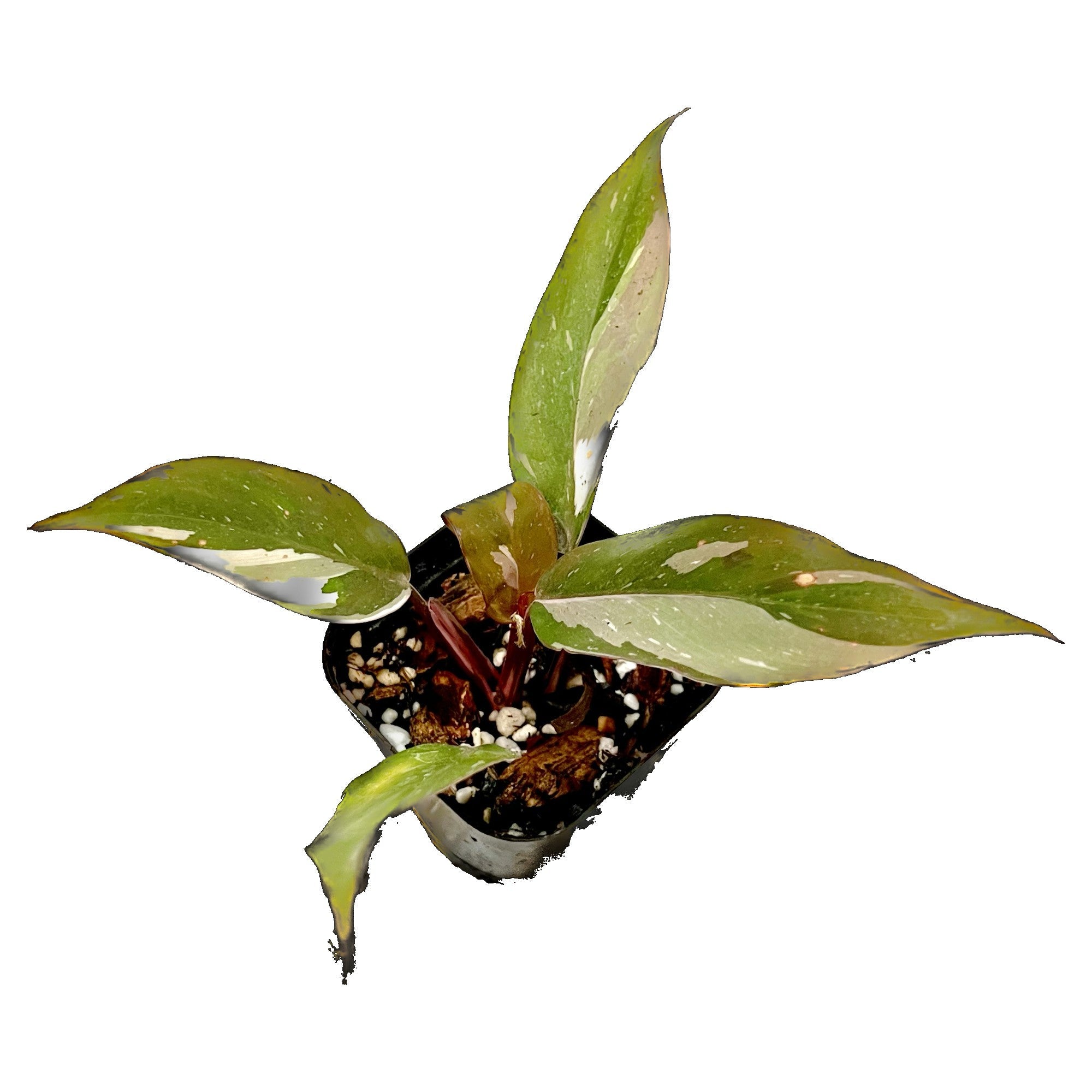 Philodendron Red Anderson in 2" pot