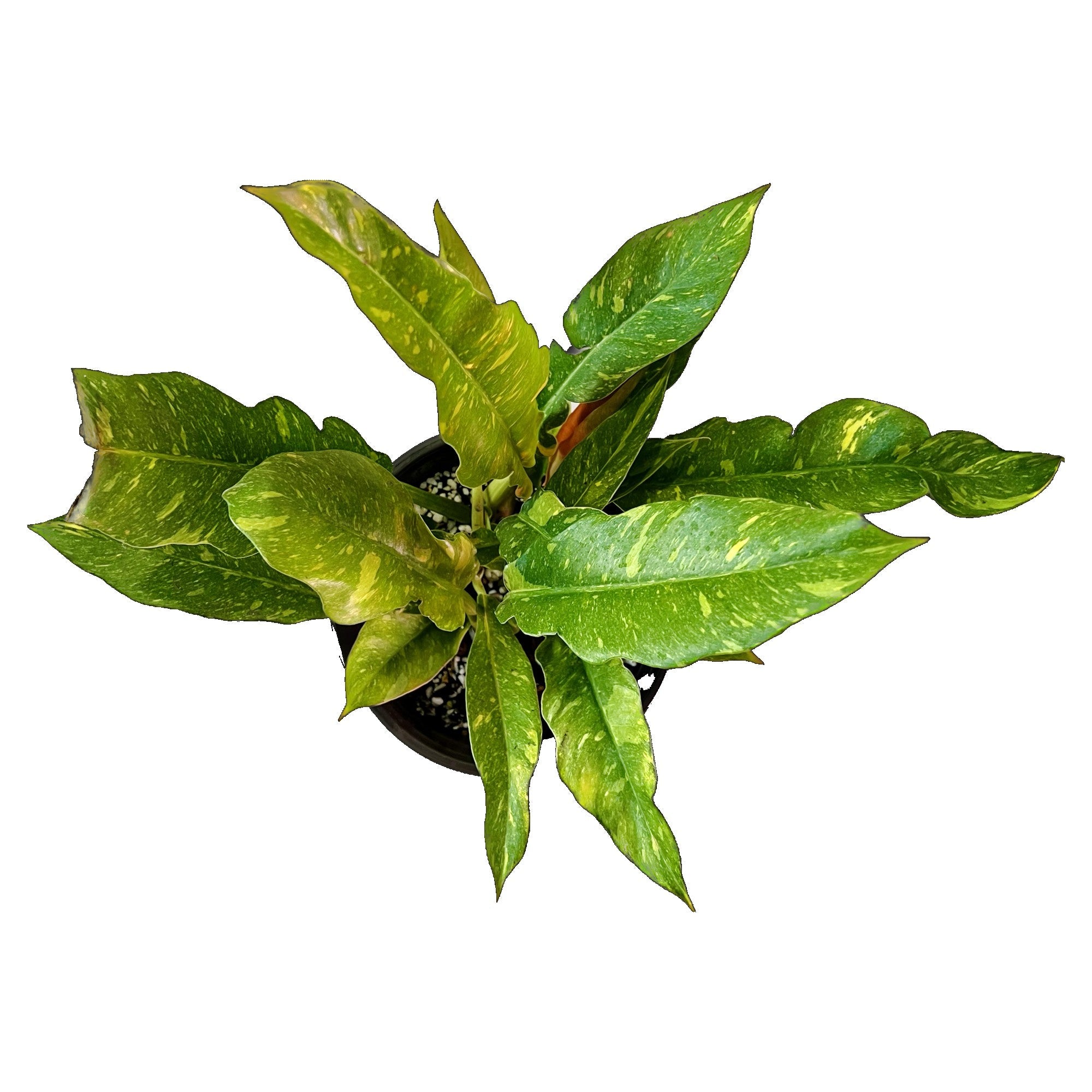 Philodendron Ring of Fire in 6" pot